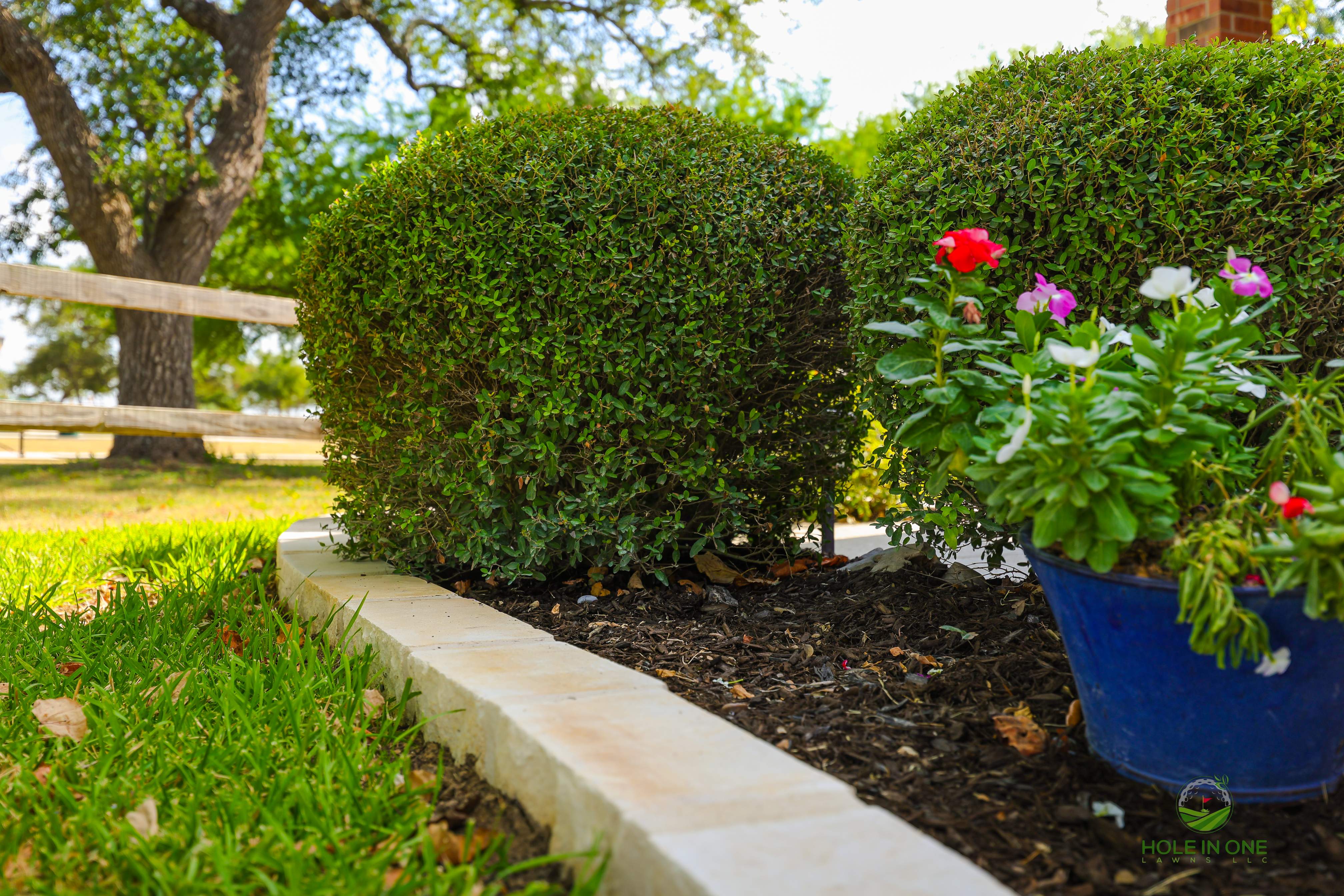 Wortham Oak, San Antonio TX by Hole In One Lawns, LLC