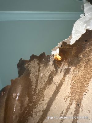 Sewage Backup Cleanup — Marco Island, FL