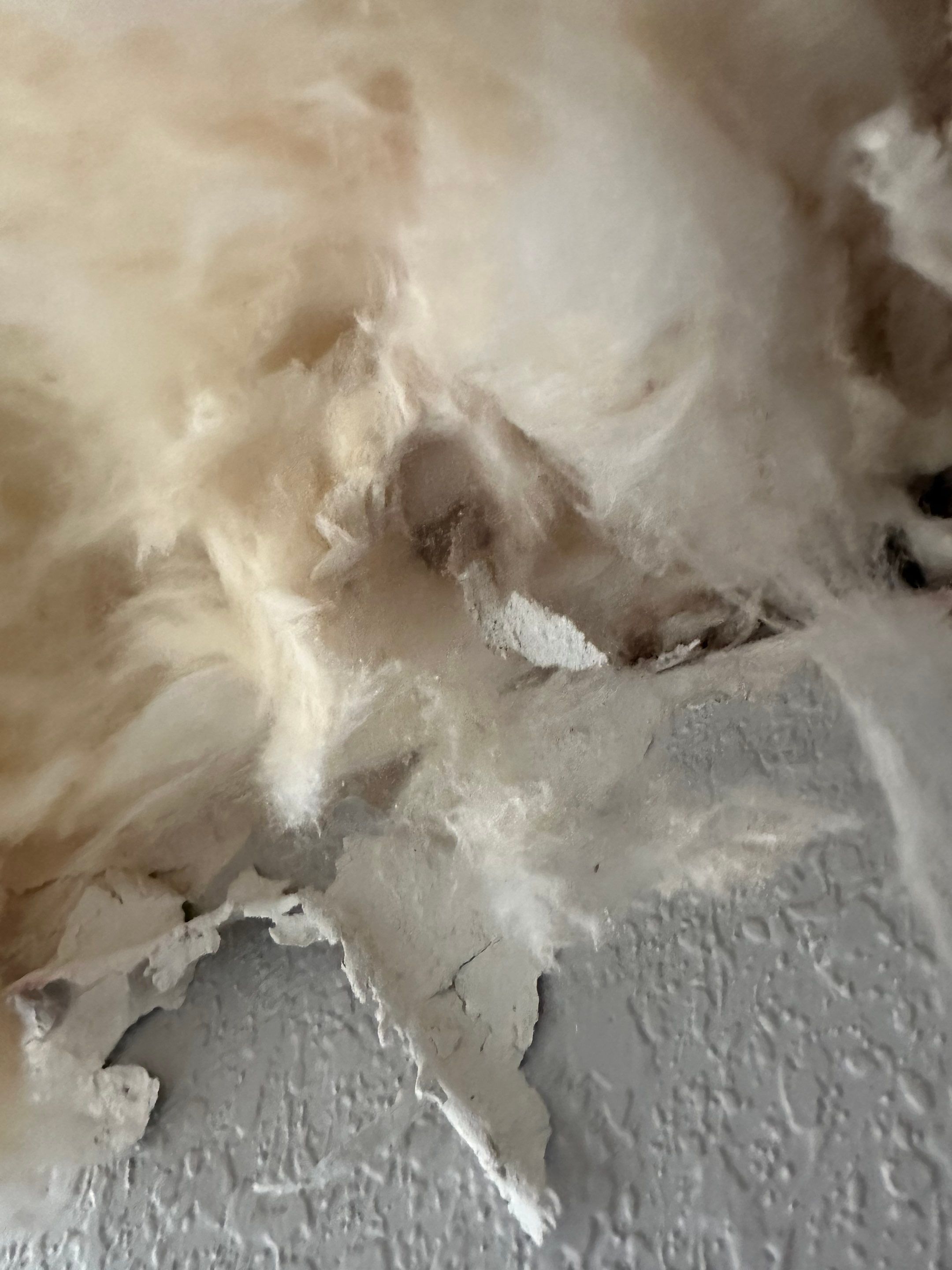 Mold Remediation in Denver, CO by Alpha Restoration 