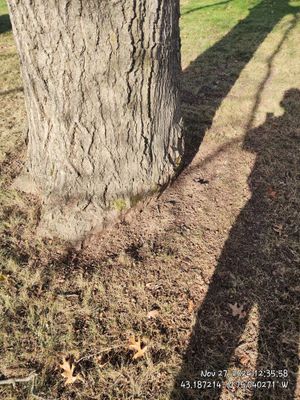 Griddling Root on Oak