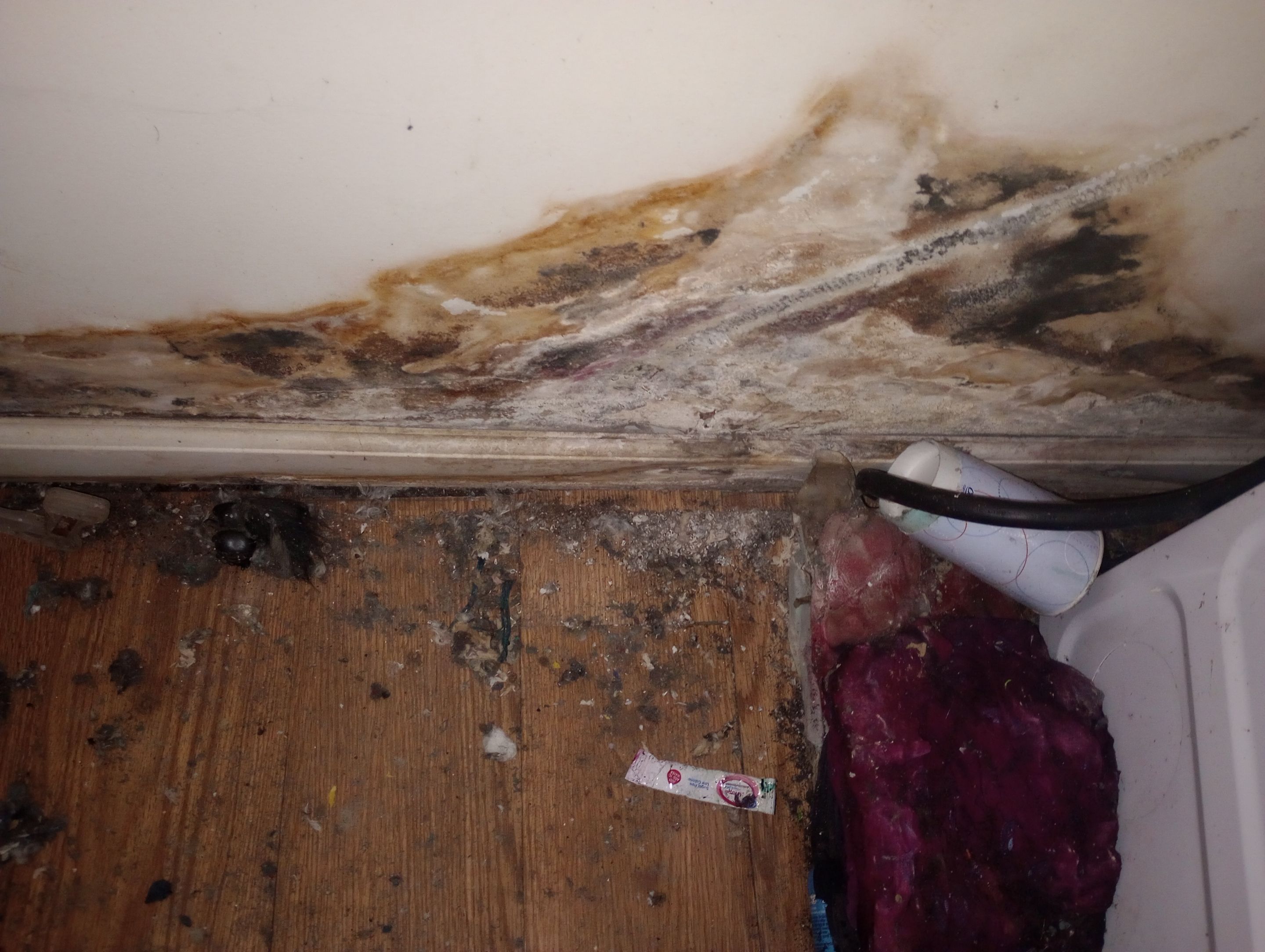 Mold Remediation Estimate in Austin, IN by ANR Restoration