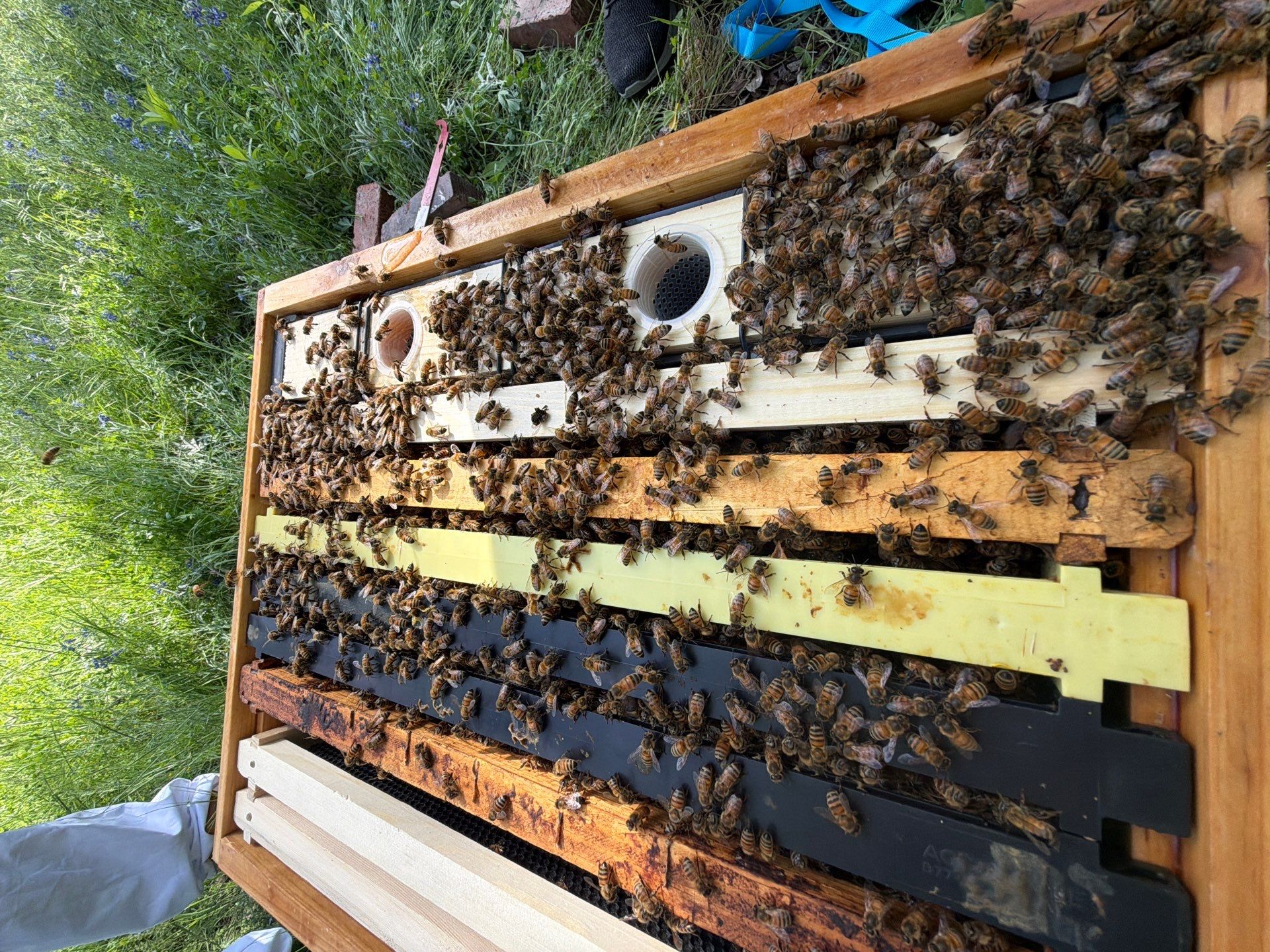 New Beekeeper in Maypearl by Rockwall Honey Bee Company