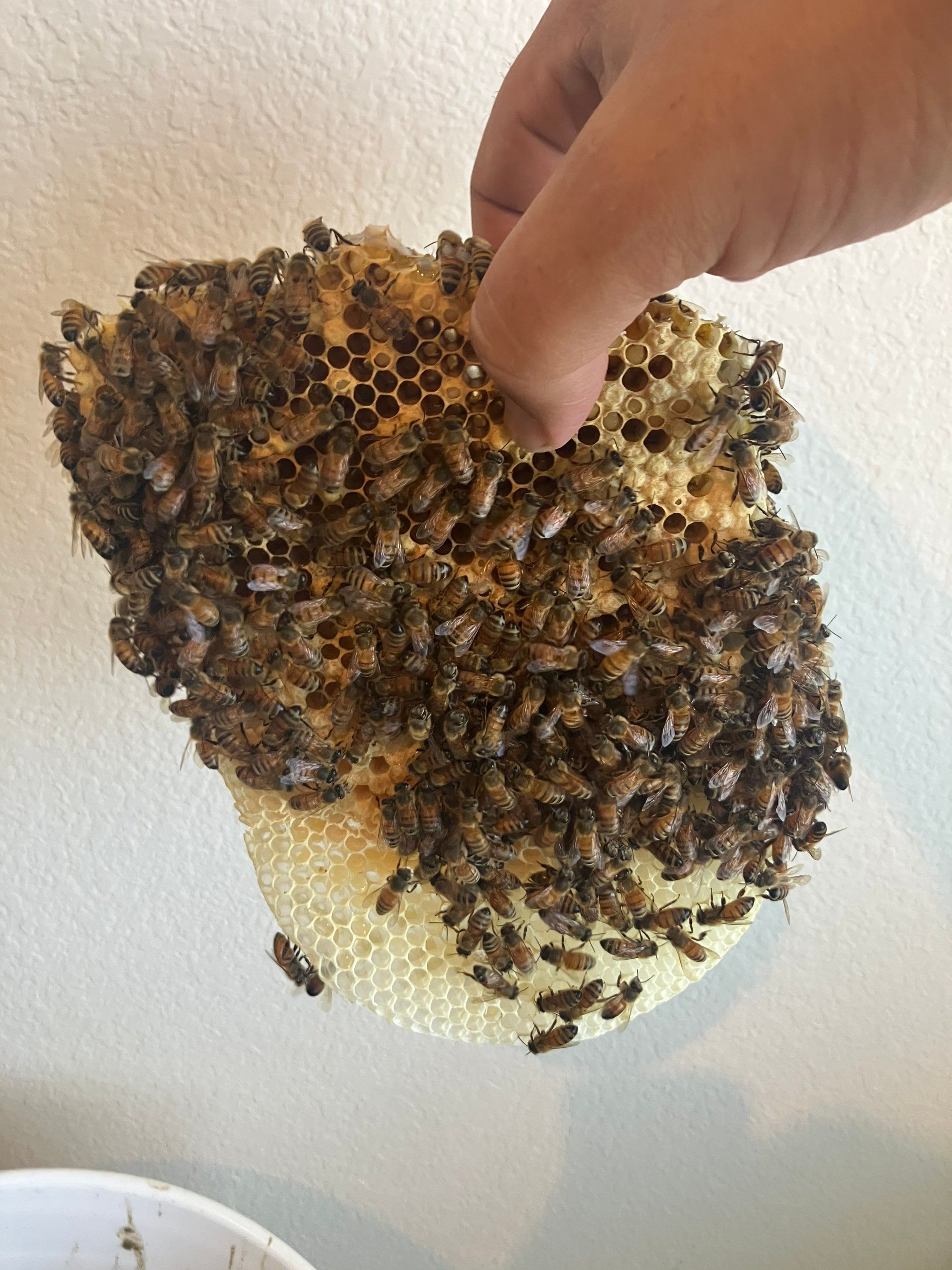Siding & Bricks = Bees -N- Floors by Rockwall Honey Bee Company