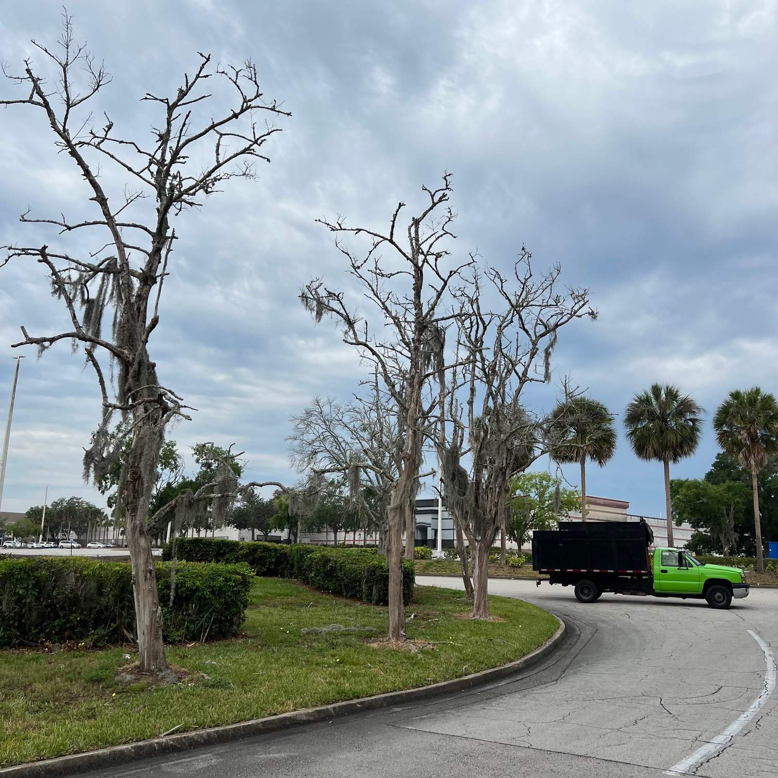 Tree Removal | Avenues Mall by ProGreen Services
