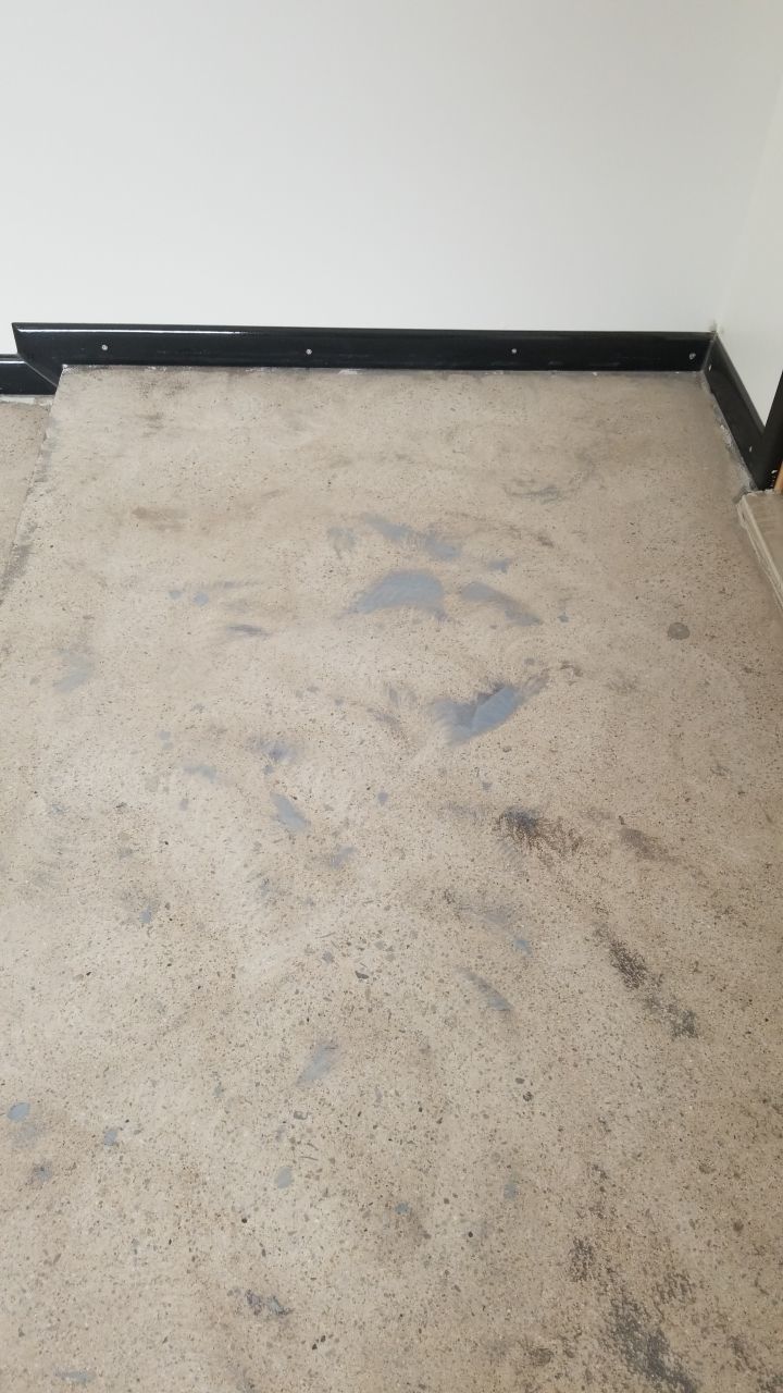 Installers have Feline supervision by Spectrum Painting, LLC