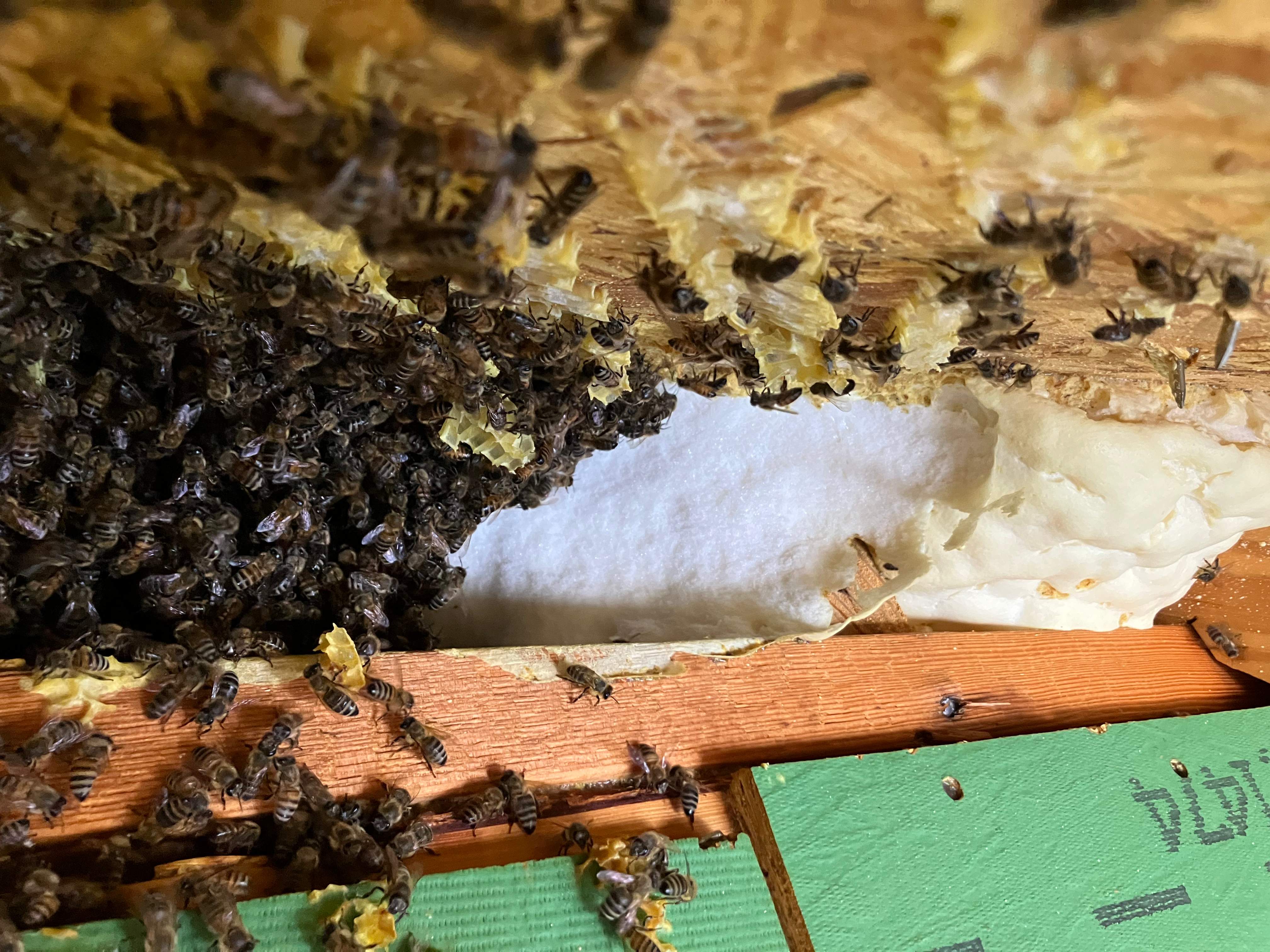 Happy Birthday! by Rockwall Honey Bee Company