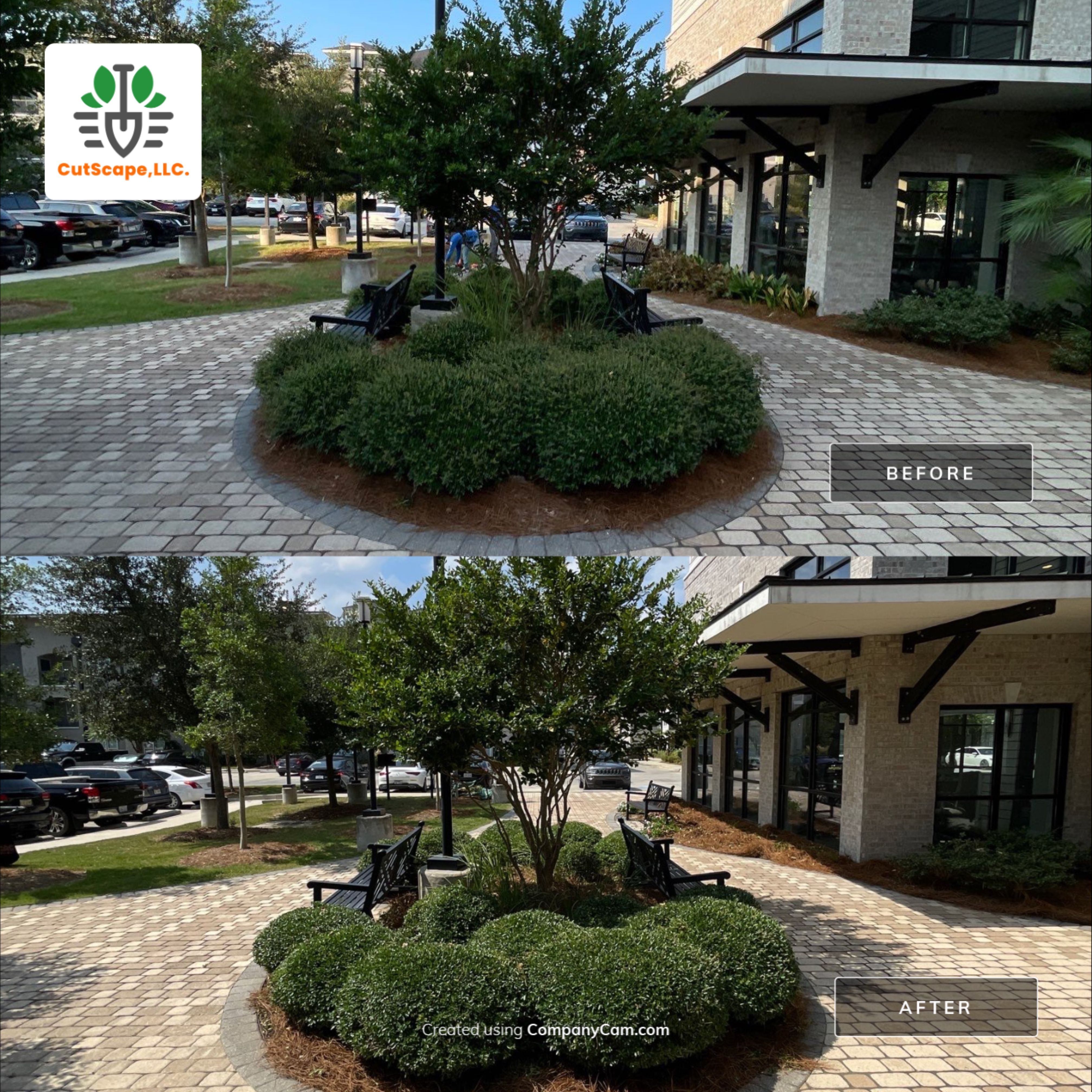 MULTI FAMILY PROPERTY: HEDGE TRIM / BED CLEAN by CutScape, LLC.