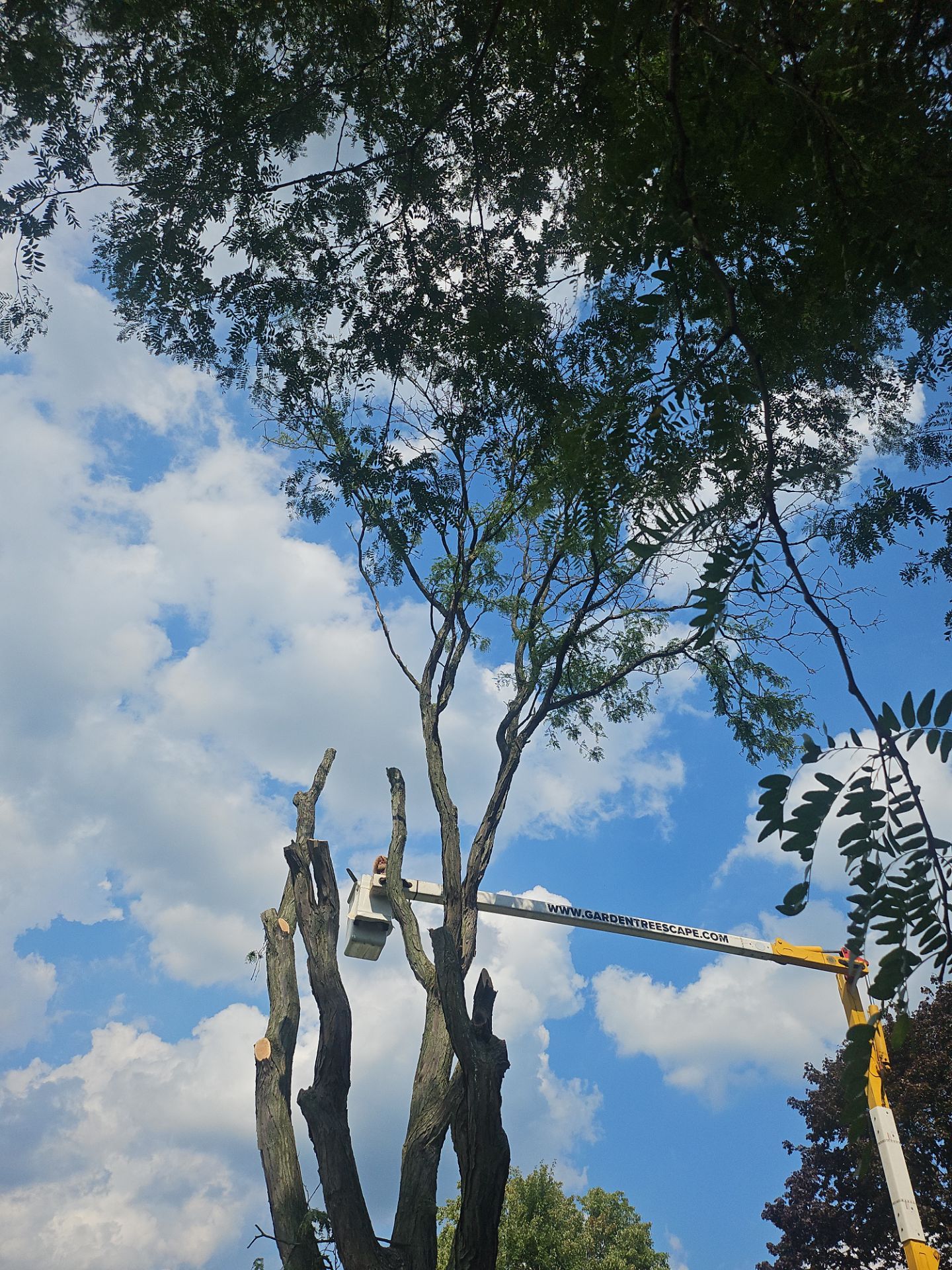 Tree Removal using Tree Removal by Mike Jones & Sons Tree Service LLC 