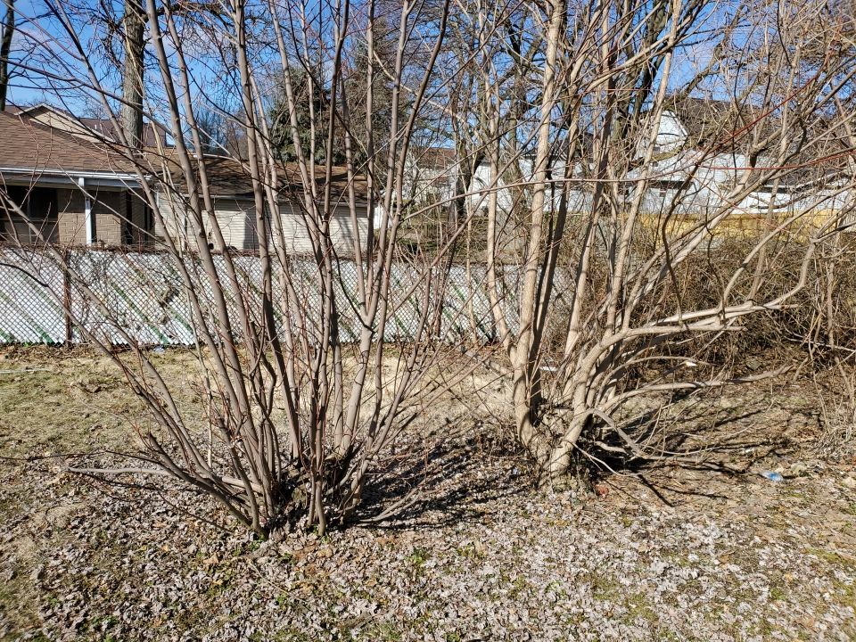 Tree Removal using Tree Removal by Mike Jones & Sons Tree Service LLC 