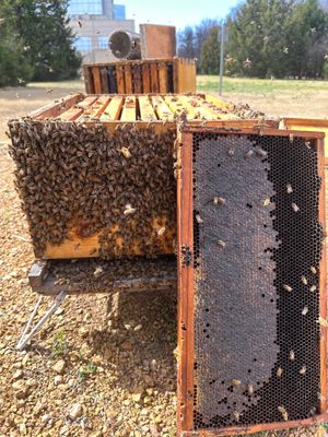 Urban Bees in Richardson