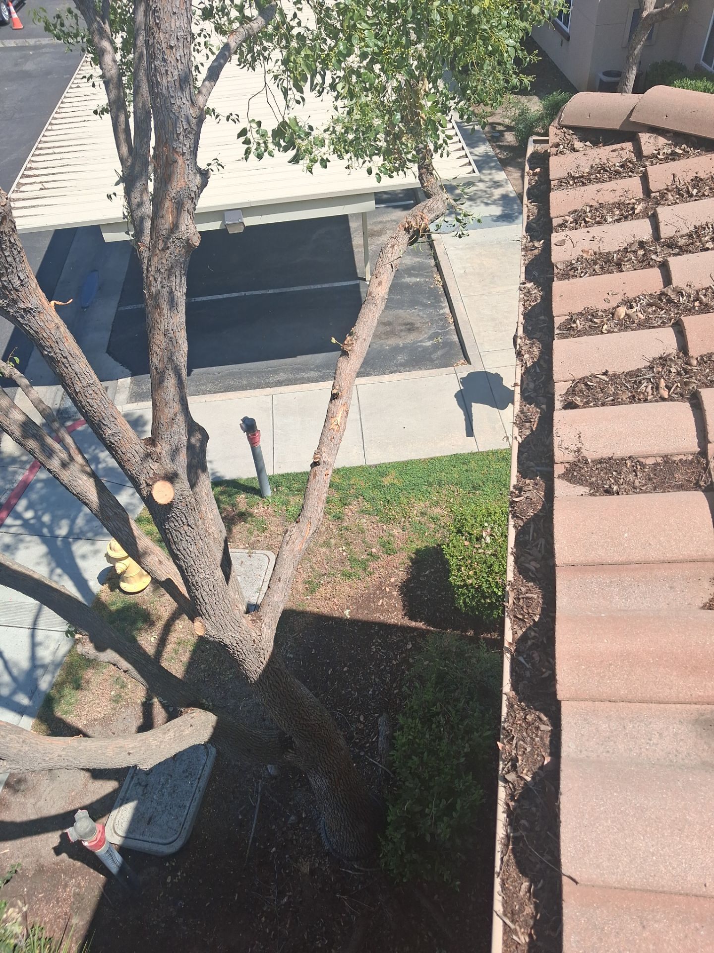 Commercial gutter cleaning Parlier, CA before photo with filled gutters