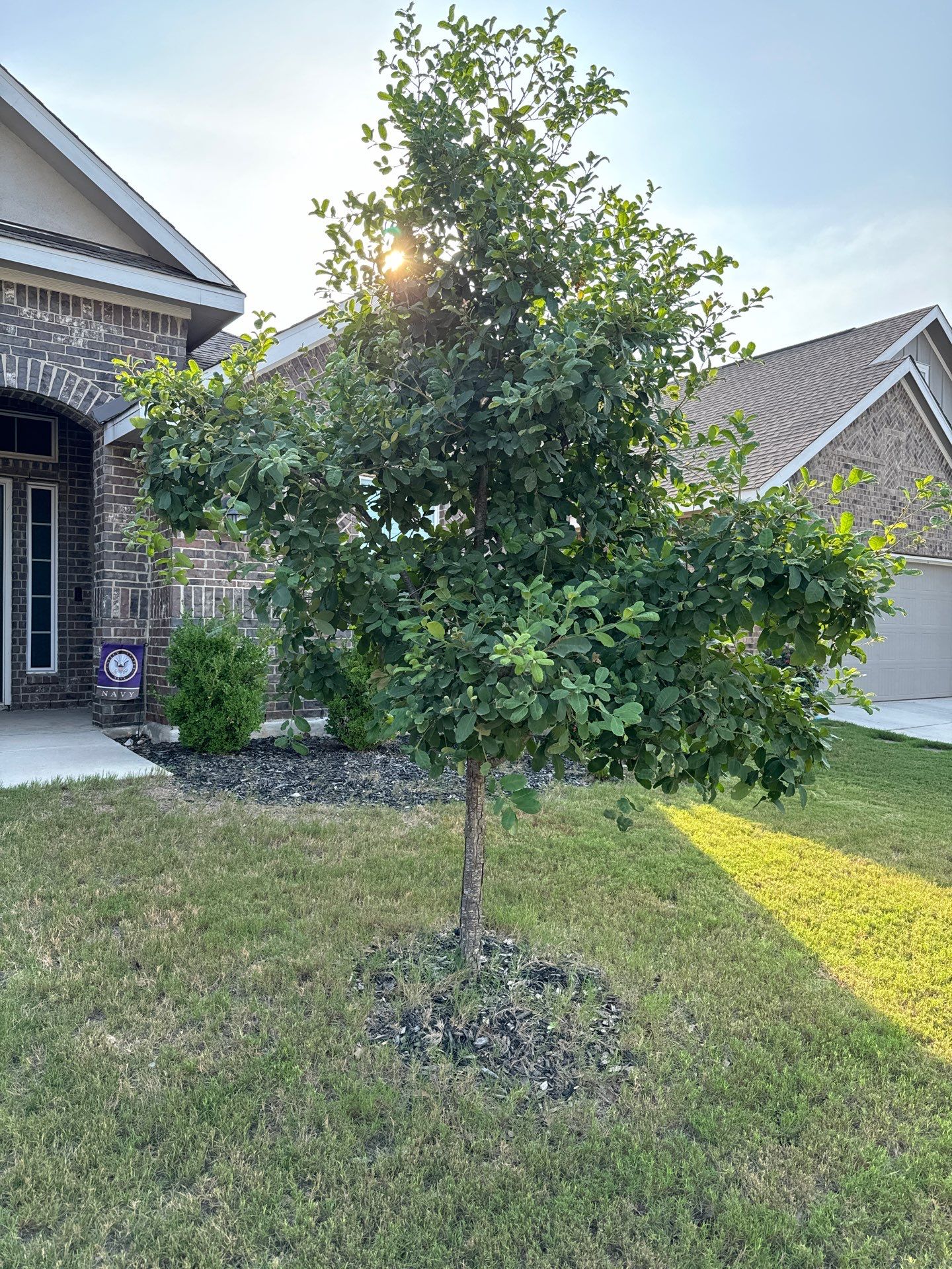 Wortham Oaks - San Antonio, TX by Hole In One Lawns, LLC
