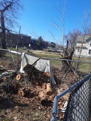 Tree Removal using Tree Removal
