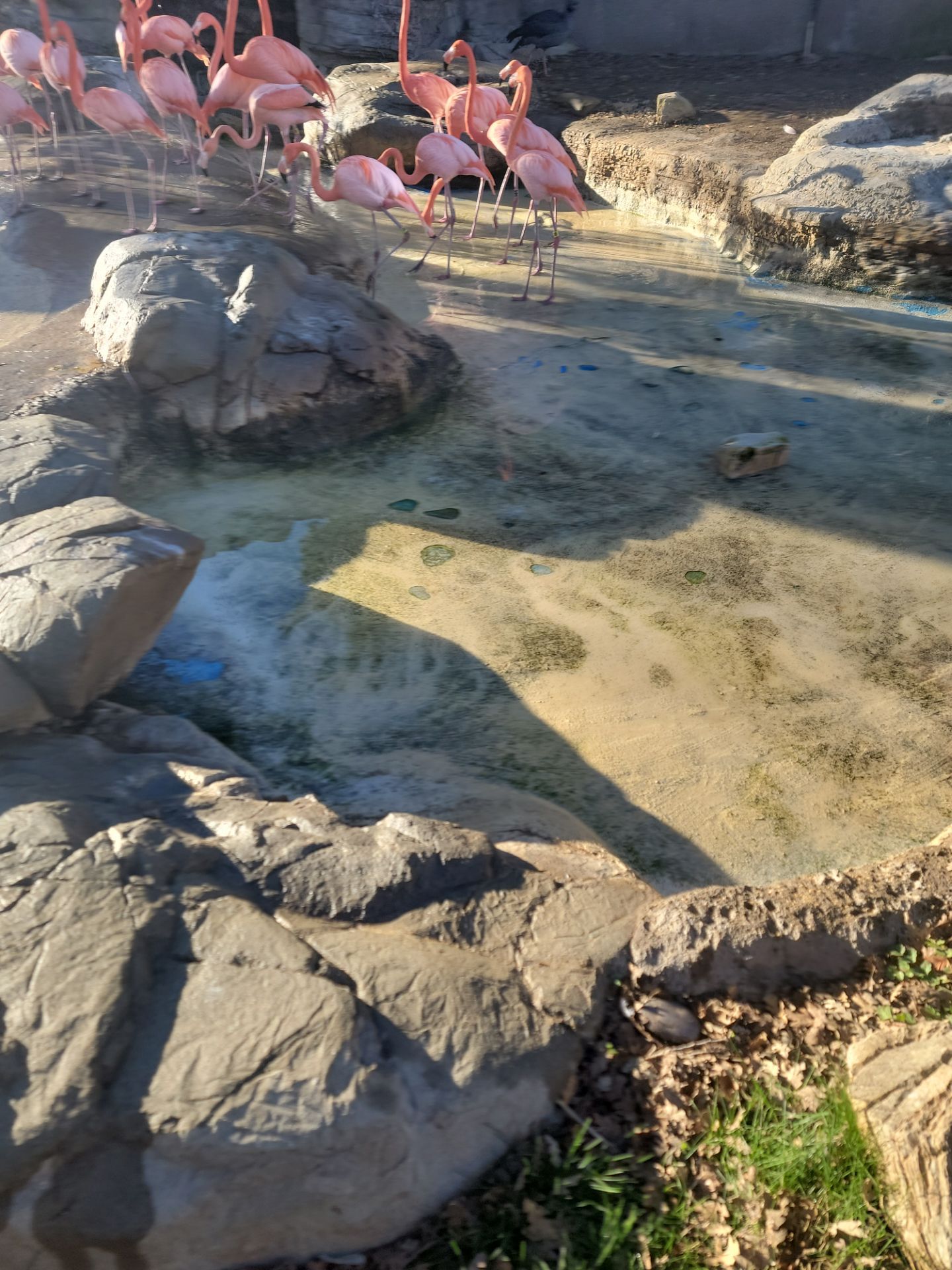 Charles Paddock Zoo Flamingo Pond by MGP Coatings
