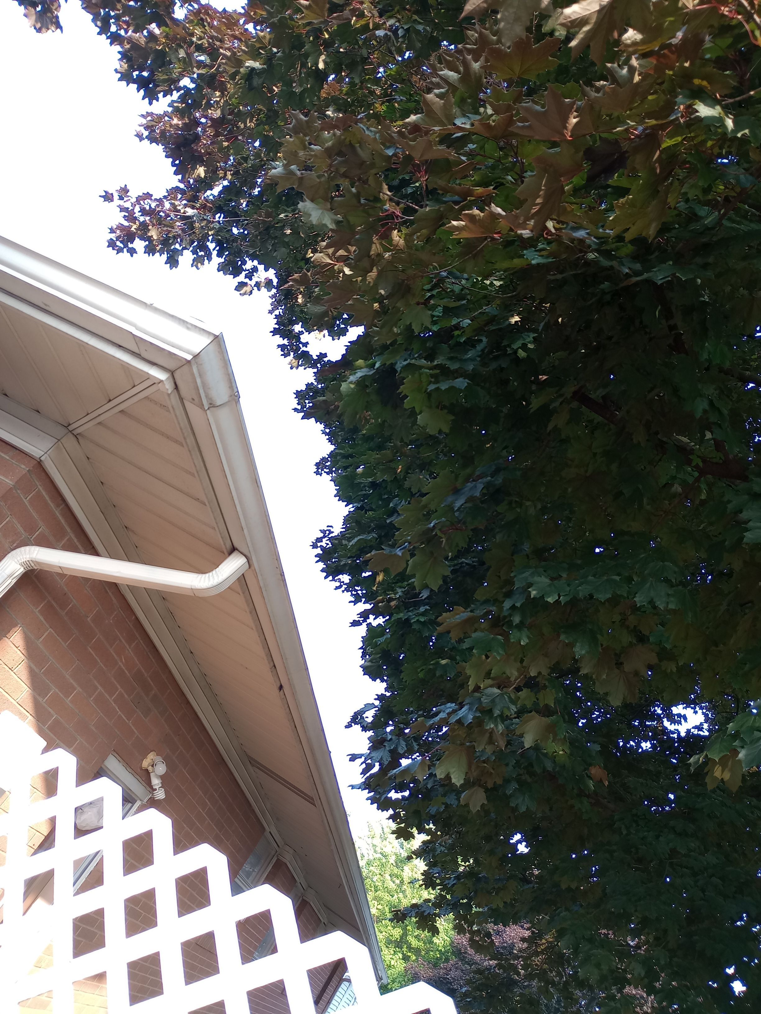 Mark Williams by Silver Leaf Contracting 