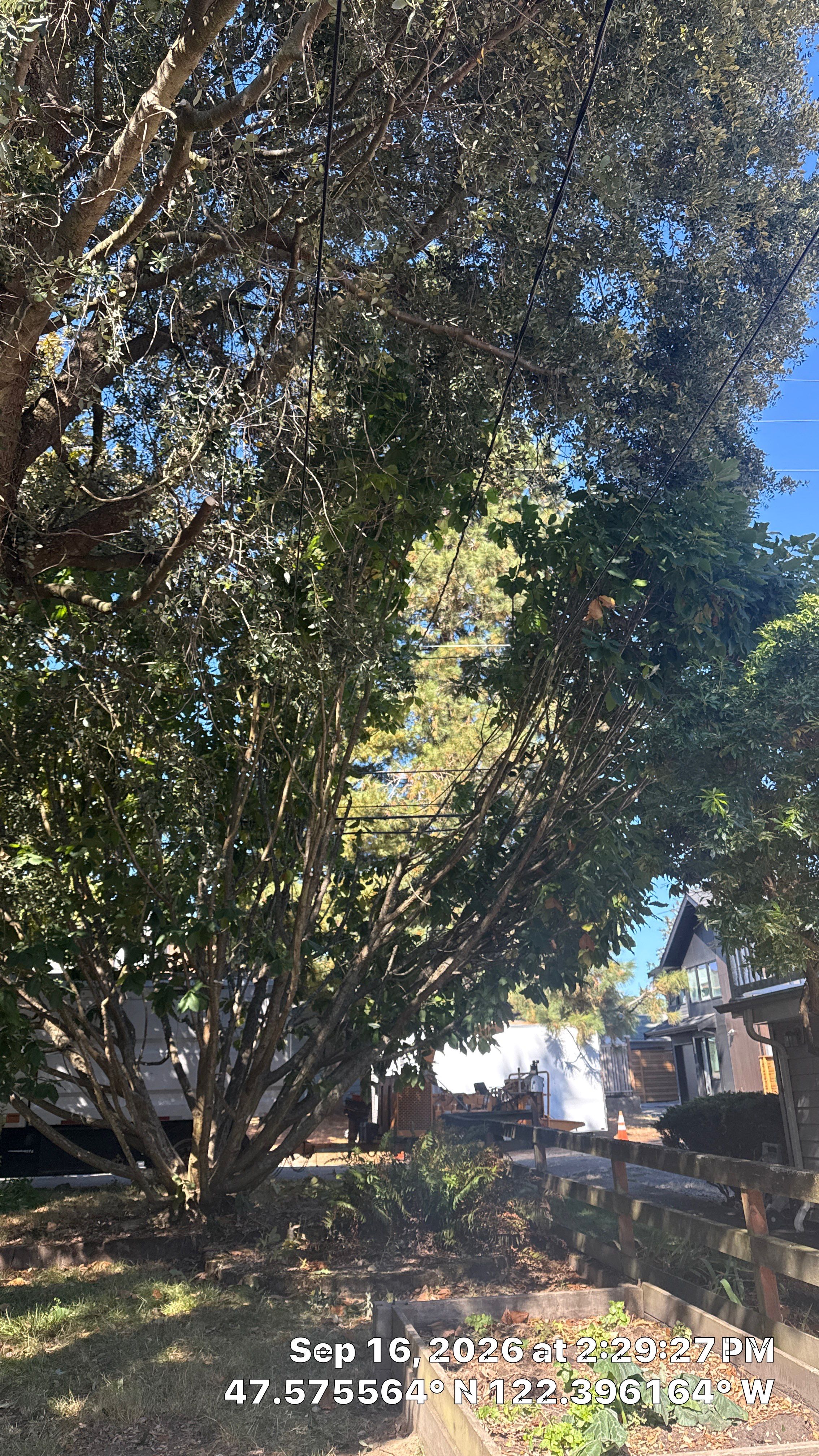 Seattle Tree Trimming for Utility and Communication Line Clearance by Sound Tree Care LLC