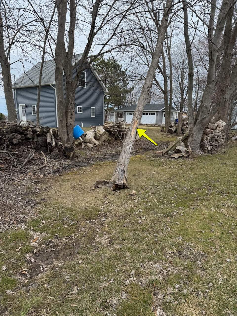 Tree Removal using Bobcat by Treeman Tom LLC
