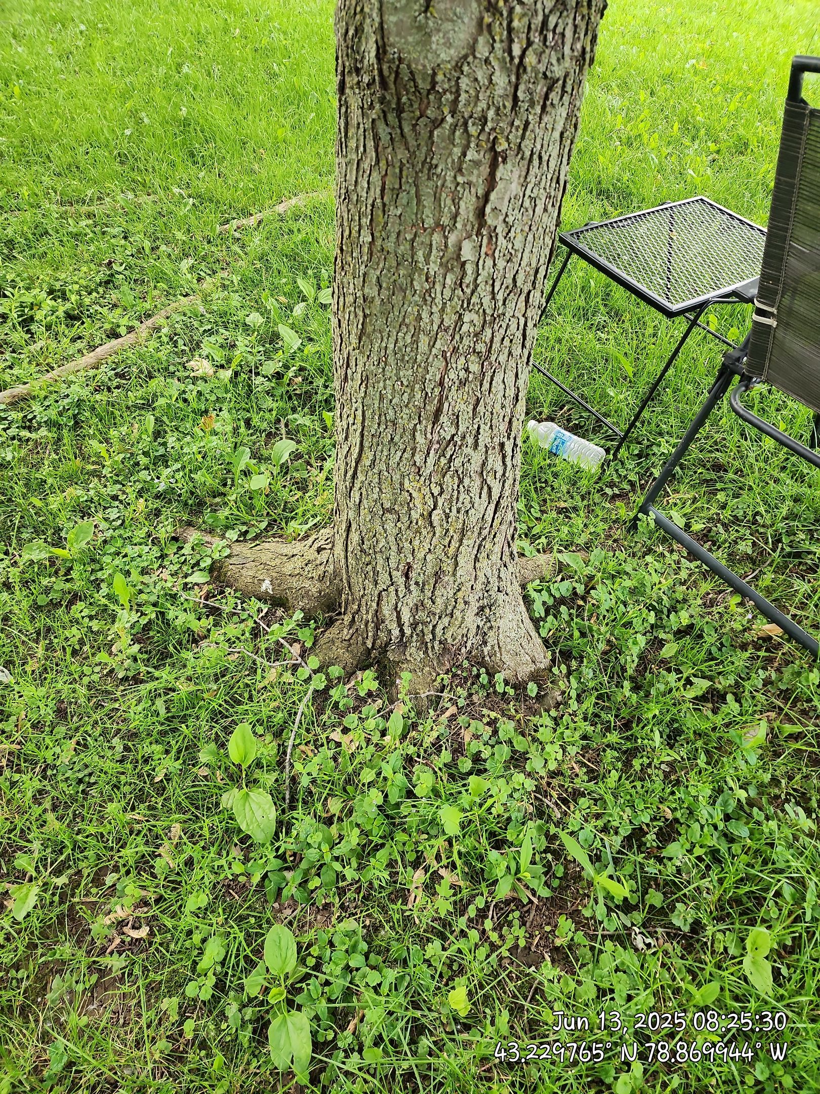 Removal for Future Projects  by Treeman Tom LLC