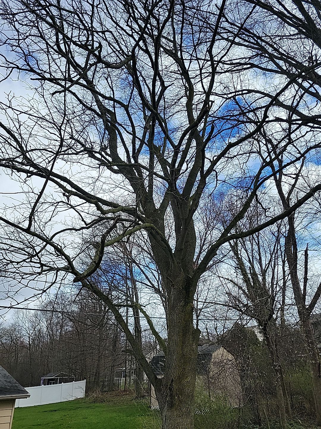 Tree Trimming using Tree Pruing by Mike Jones & Sons Tree Service LLC 