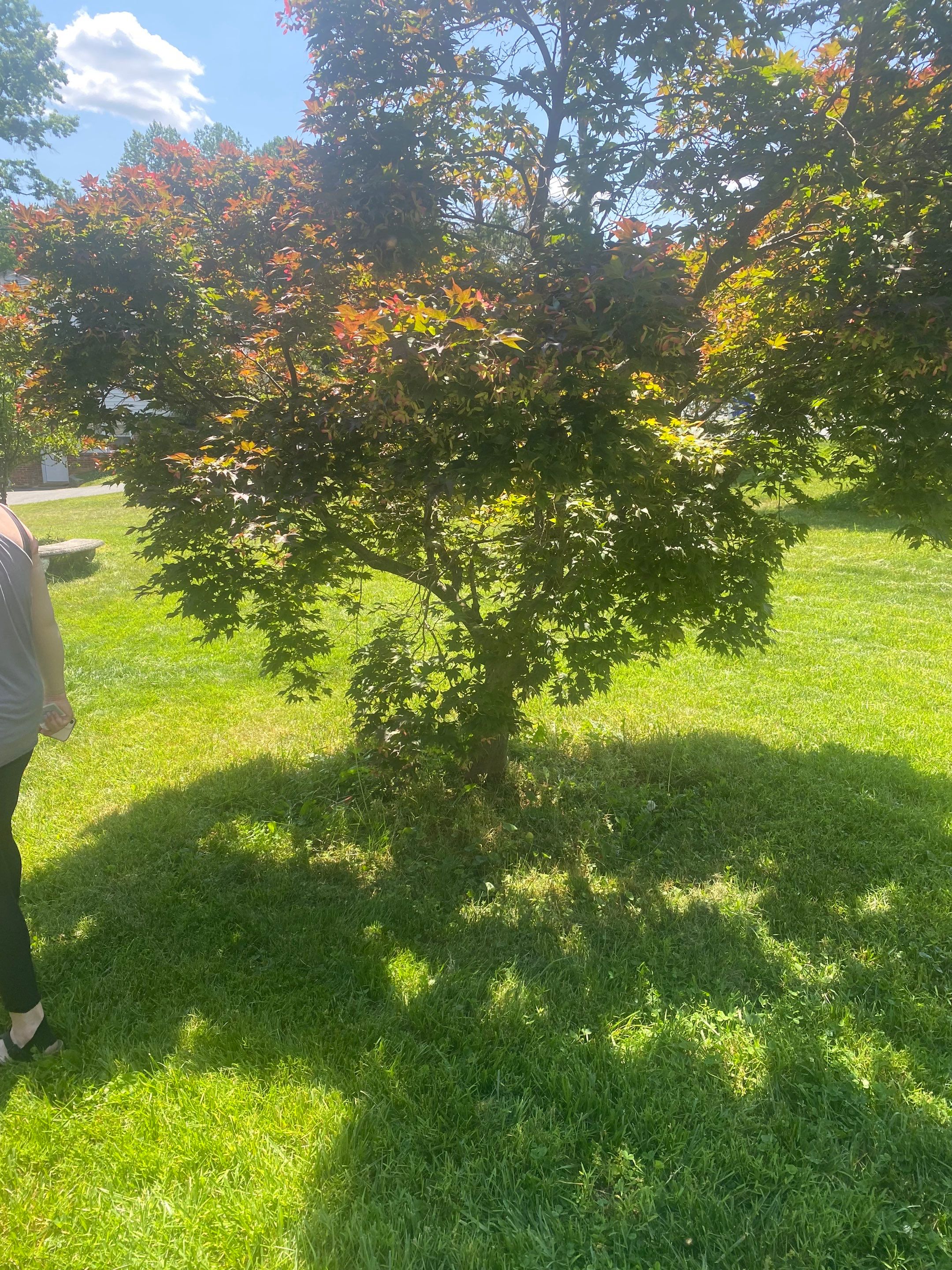 Landscape cleanup by The Smet Companies, LLC