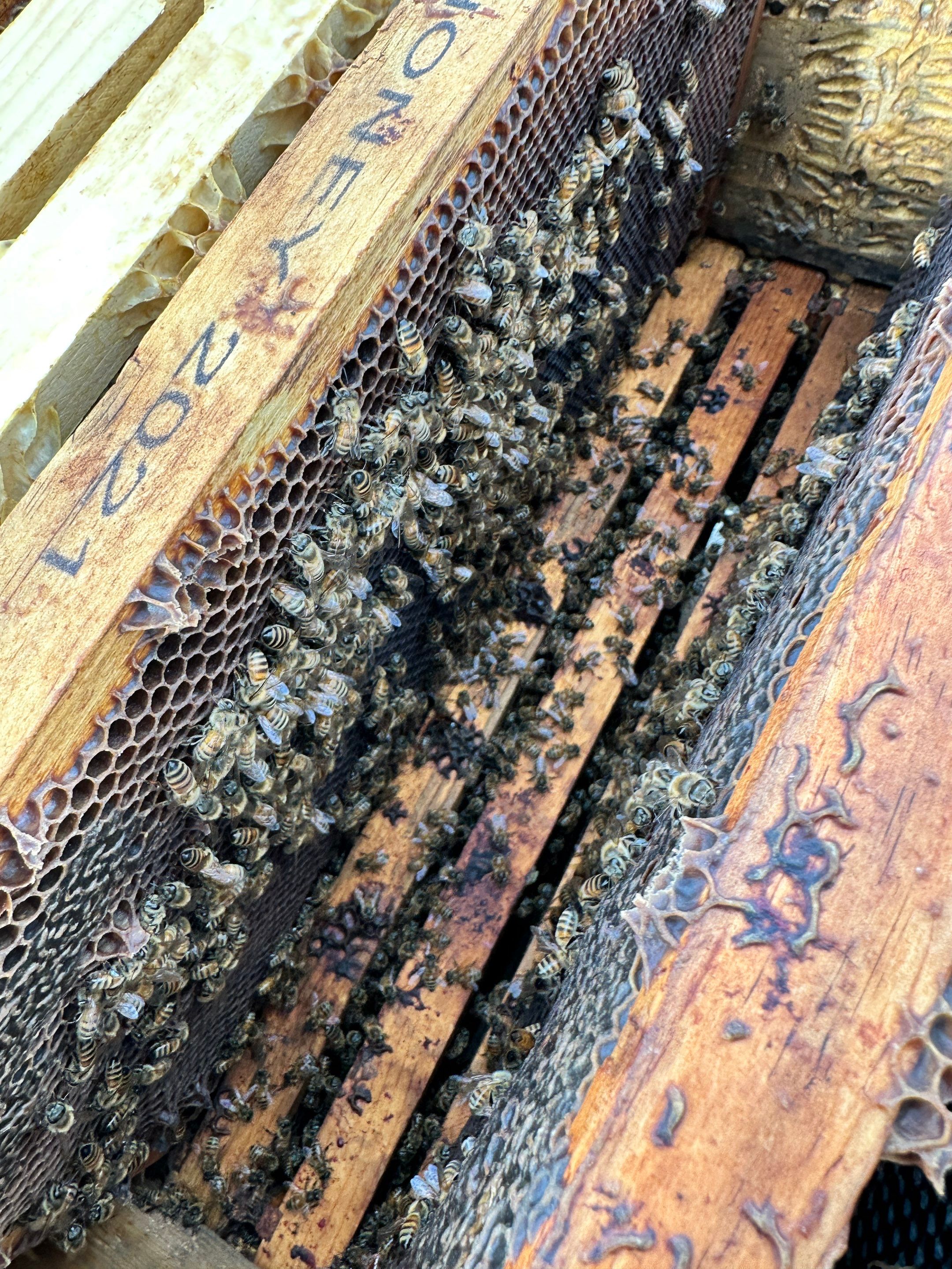 Honey-Maker Apiary in Greenville by Rockwall Honey Bee Company