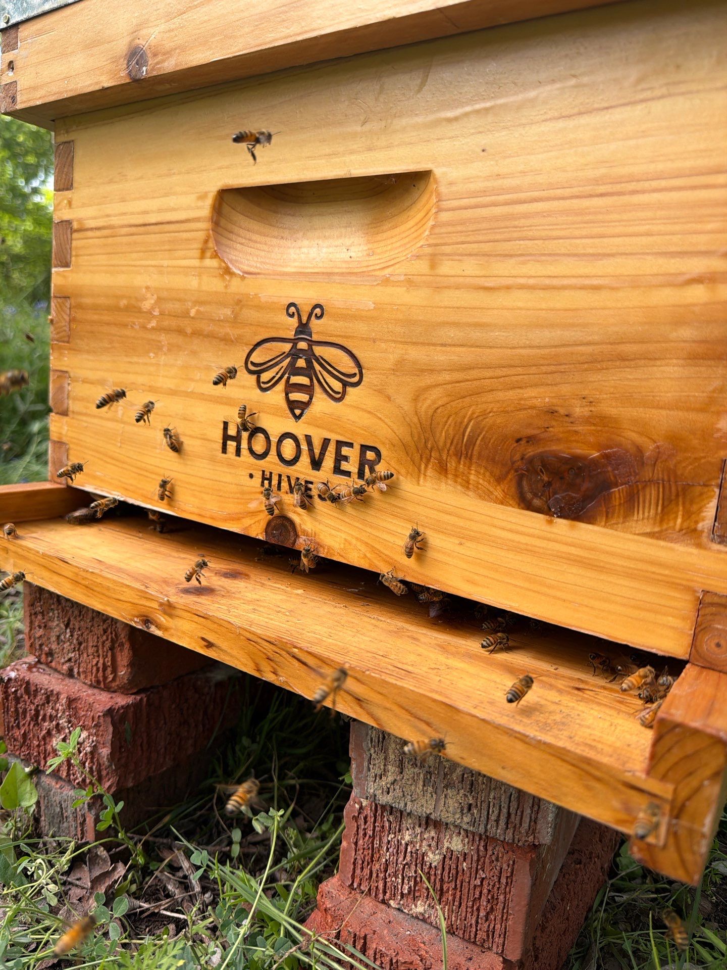 New Beekeeper in Maypearl by Rockwall Honey Bee Company