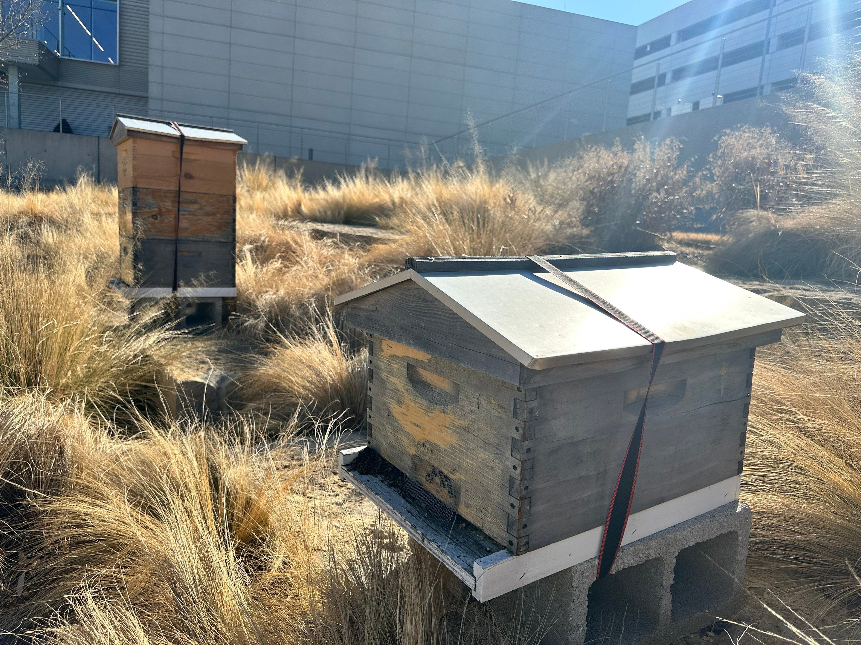 Frisco Corporate HQ by Rockwall Honey Bee Company