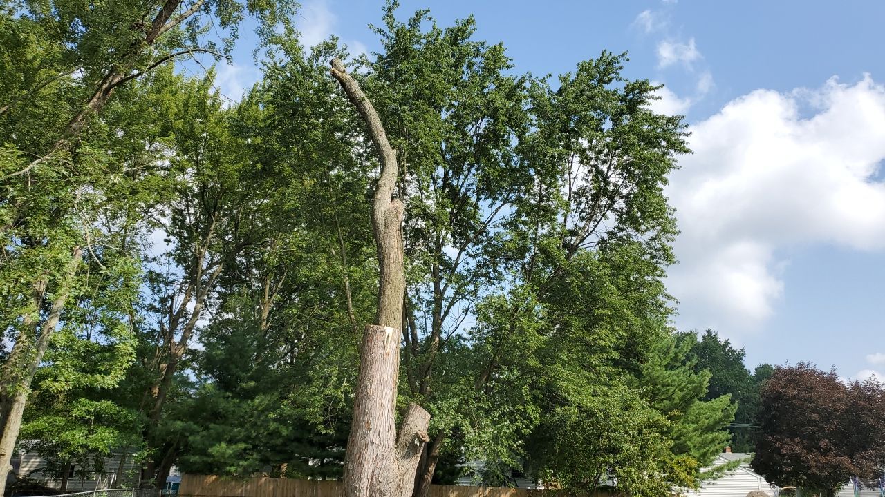 Tree Removal by Mike Jones & Sons Tree Service LLC 