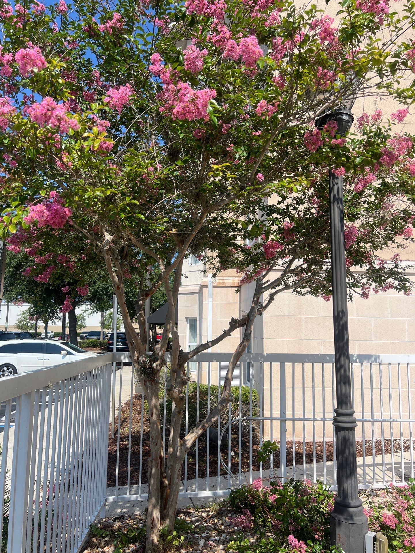Homewood Suites | Tree Service by ProGreen Services