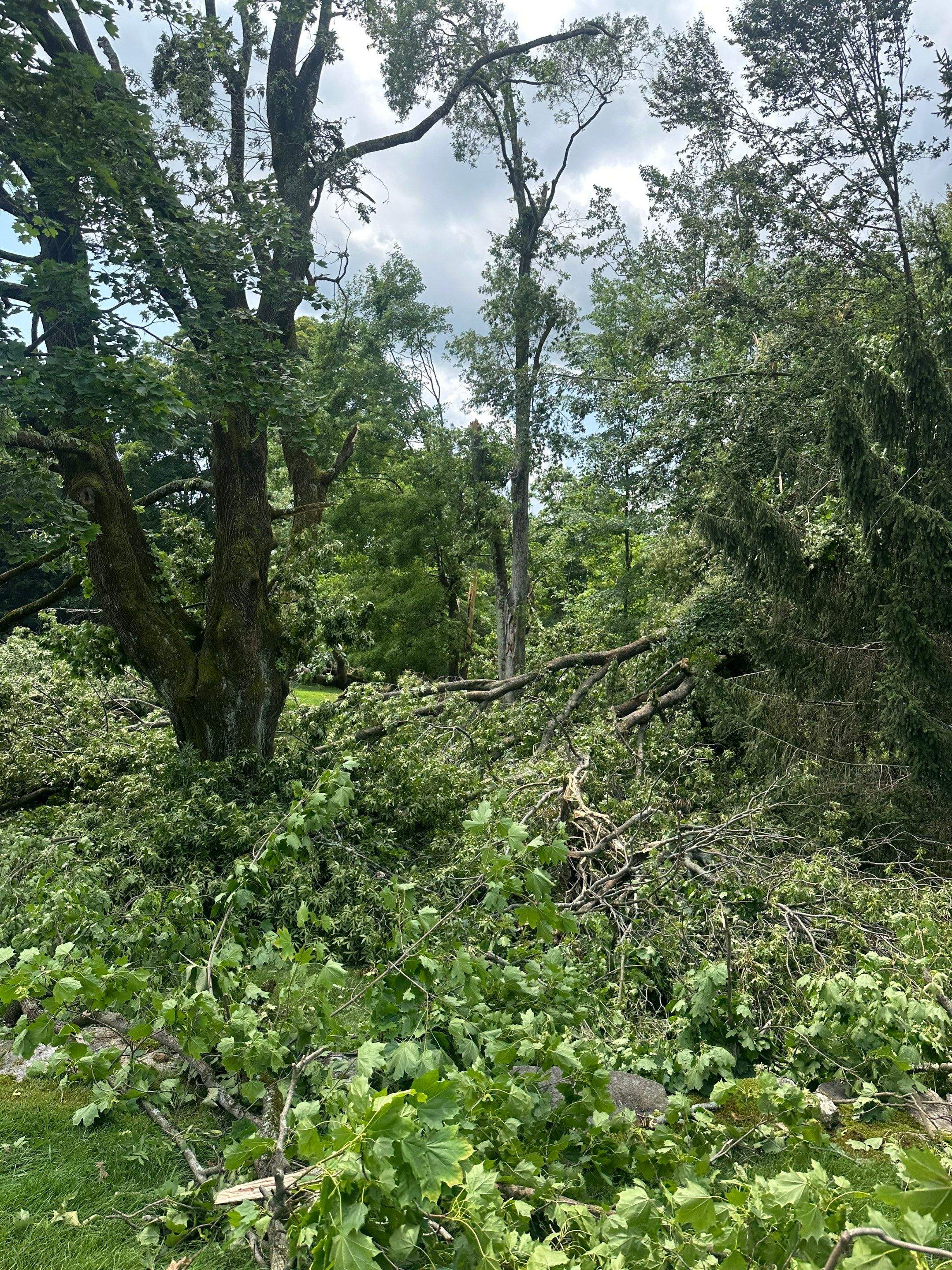 Emergency Tornado Damage Cleanup and Hazardous Tree Removal in Harrison by Fox Hill Luxury Real Estate Services