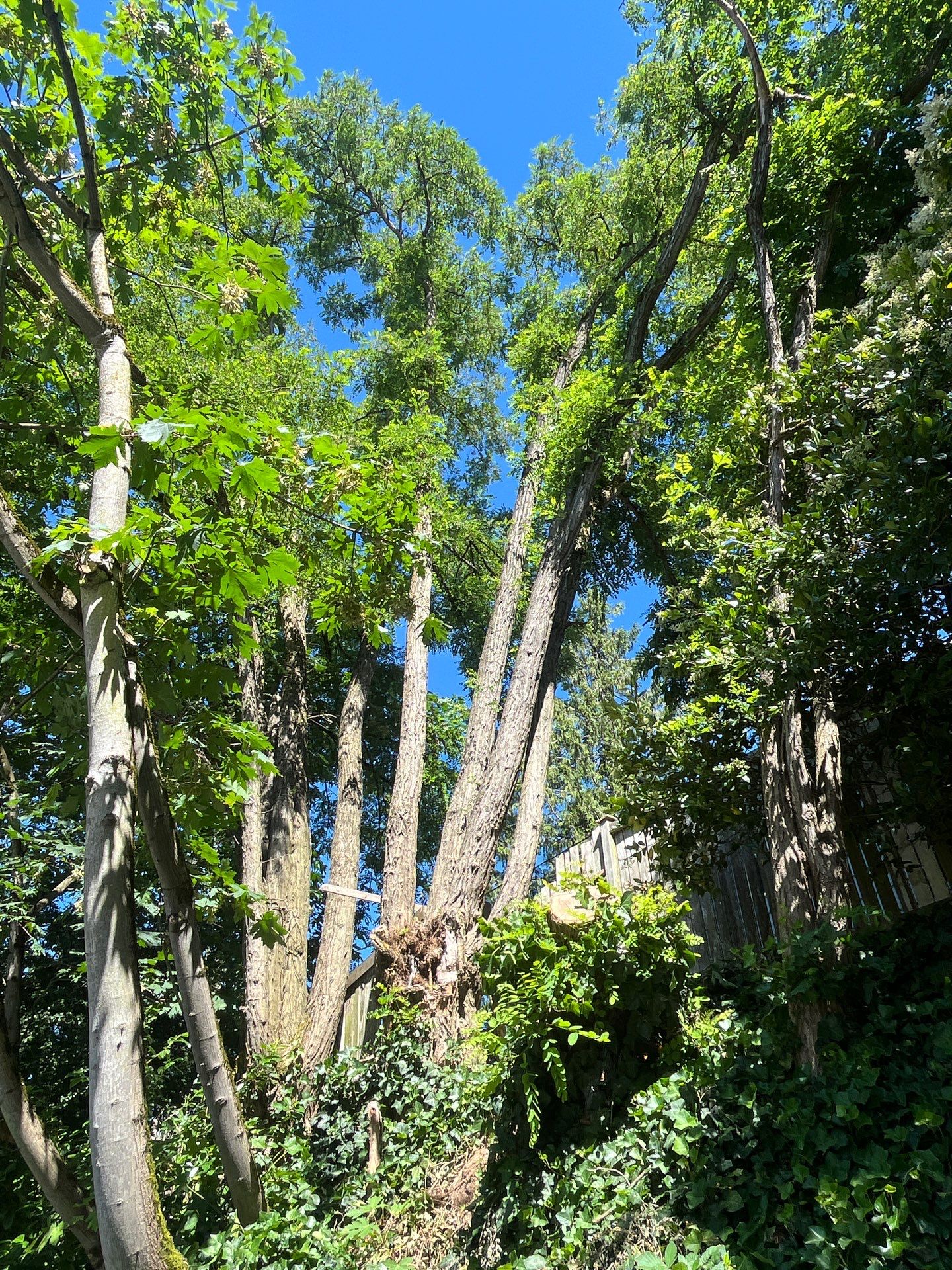 Seattle Hazardous Tree Removal Along Residential Street by Sound Tree Care LLC