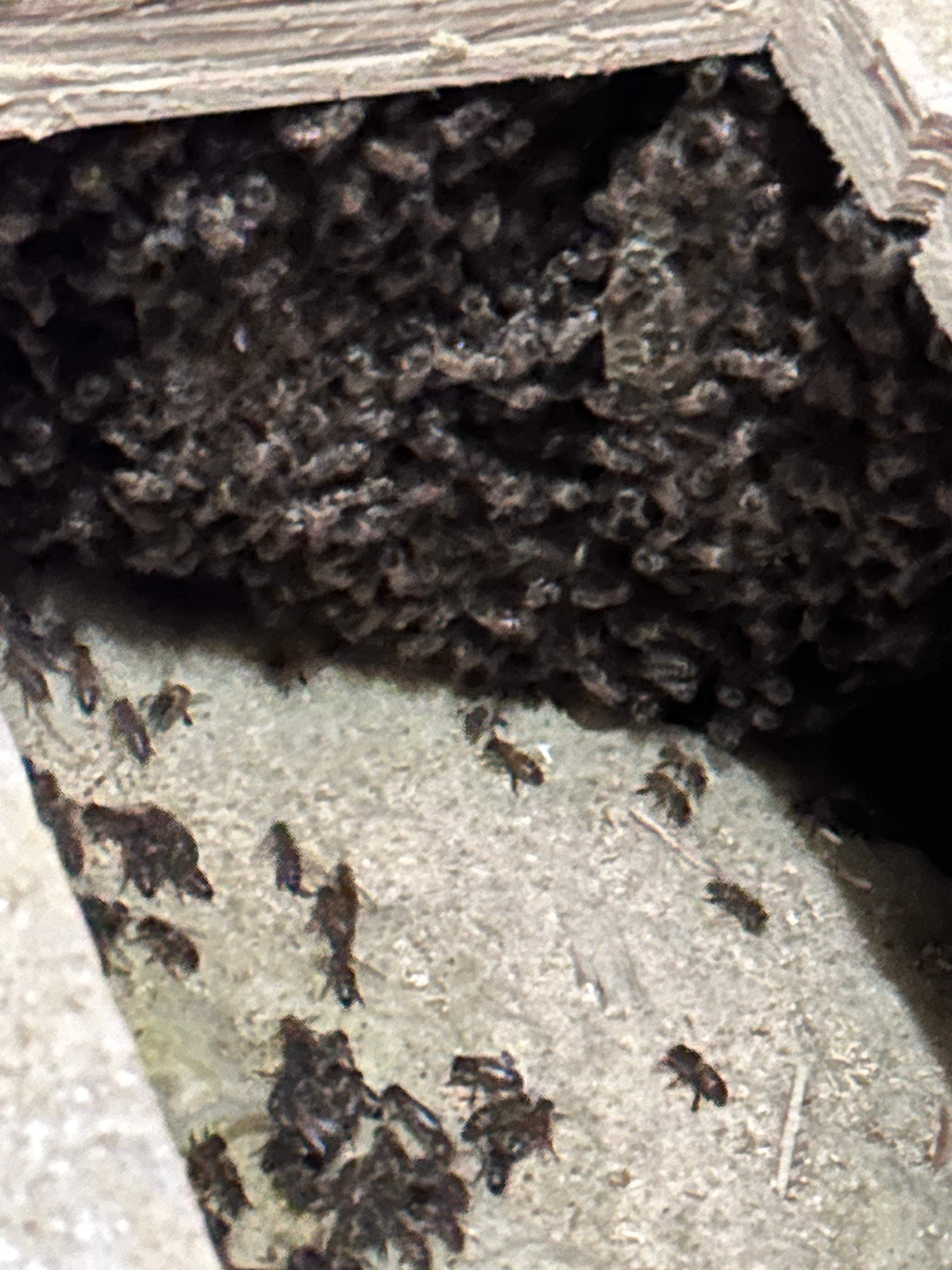 Floor Bees Invade! by Rockwall Honey Bee Company