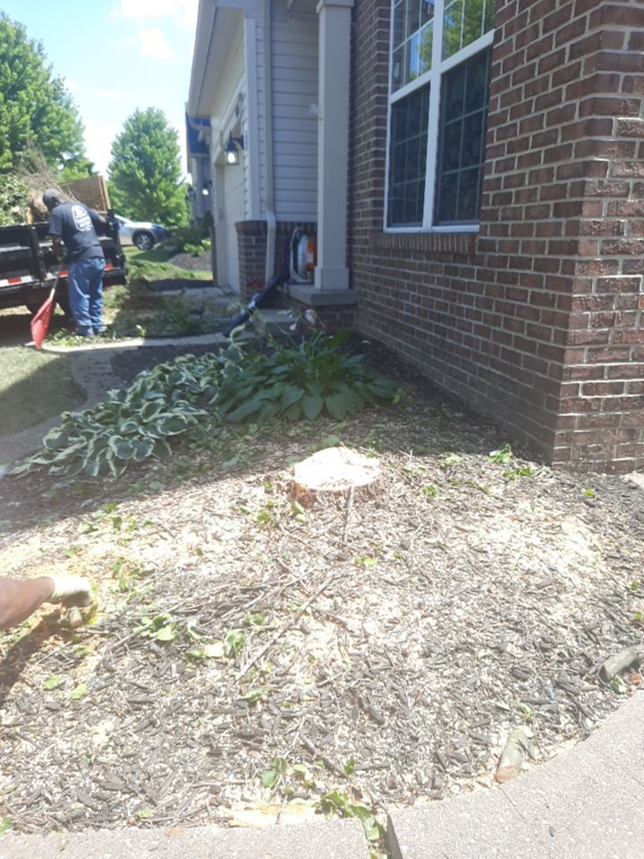 Tree Removal using Tree Removal by Mike Jones & Sons Tree Service LLC 