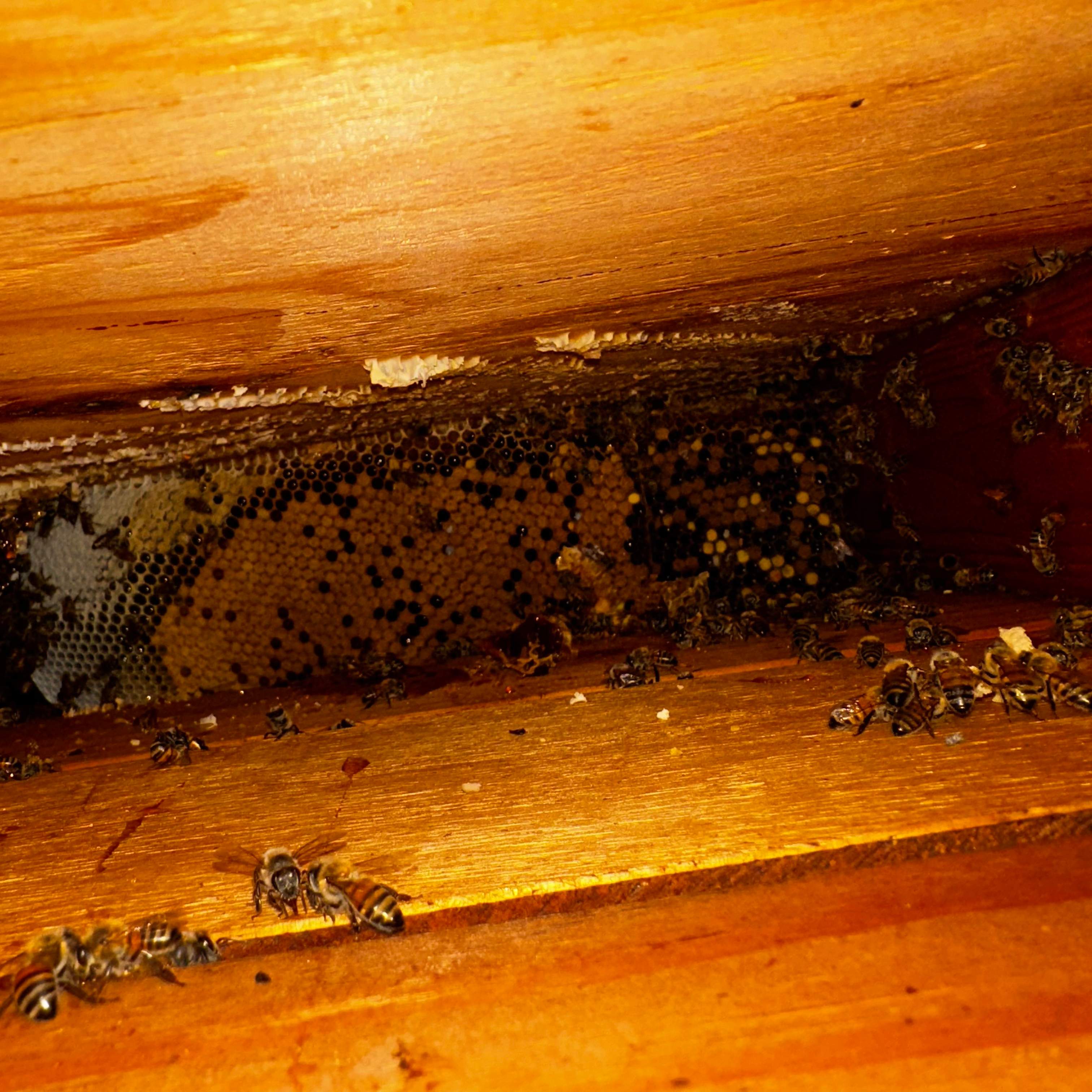 Ceiling Cutout by Rockwall Honey Bee Company