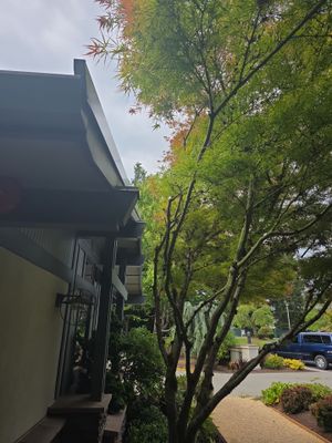 Bellevue Hedge and Tree Care