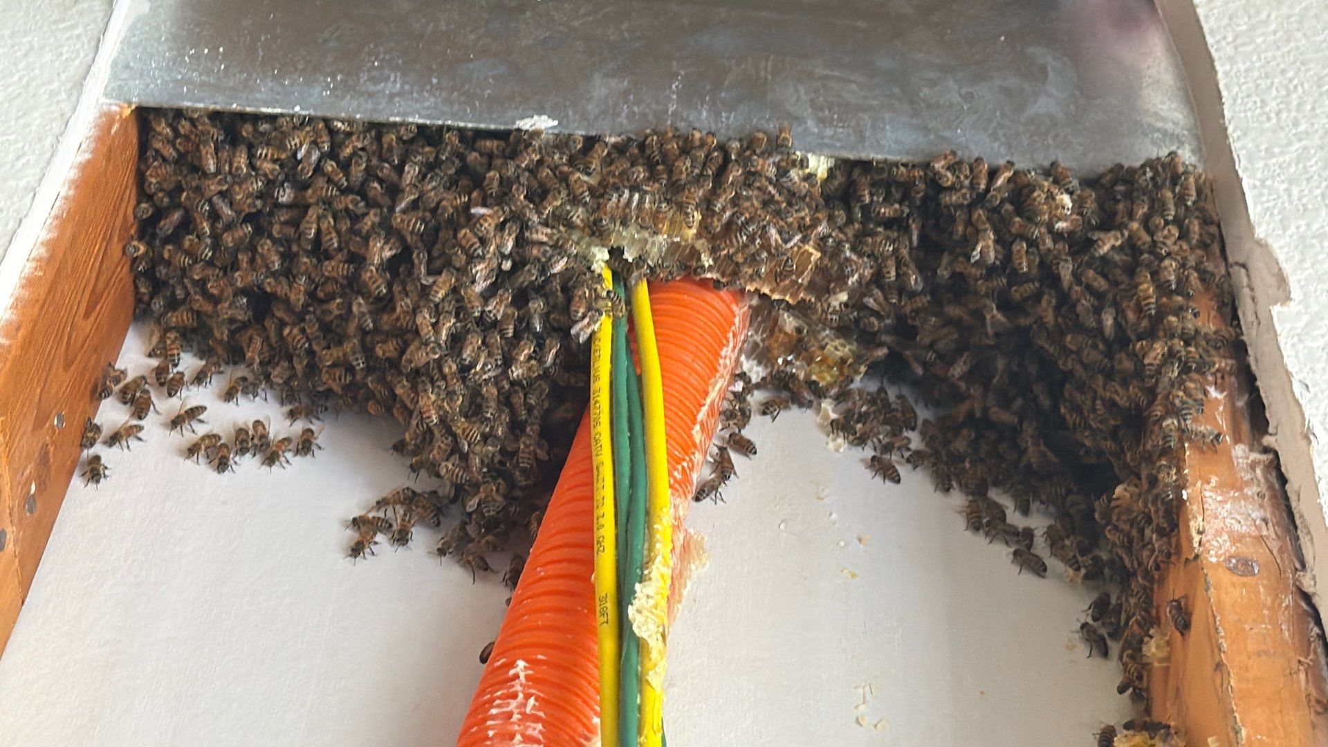 Bees a’Prosper by Rockwall Honey Bee Company