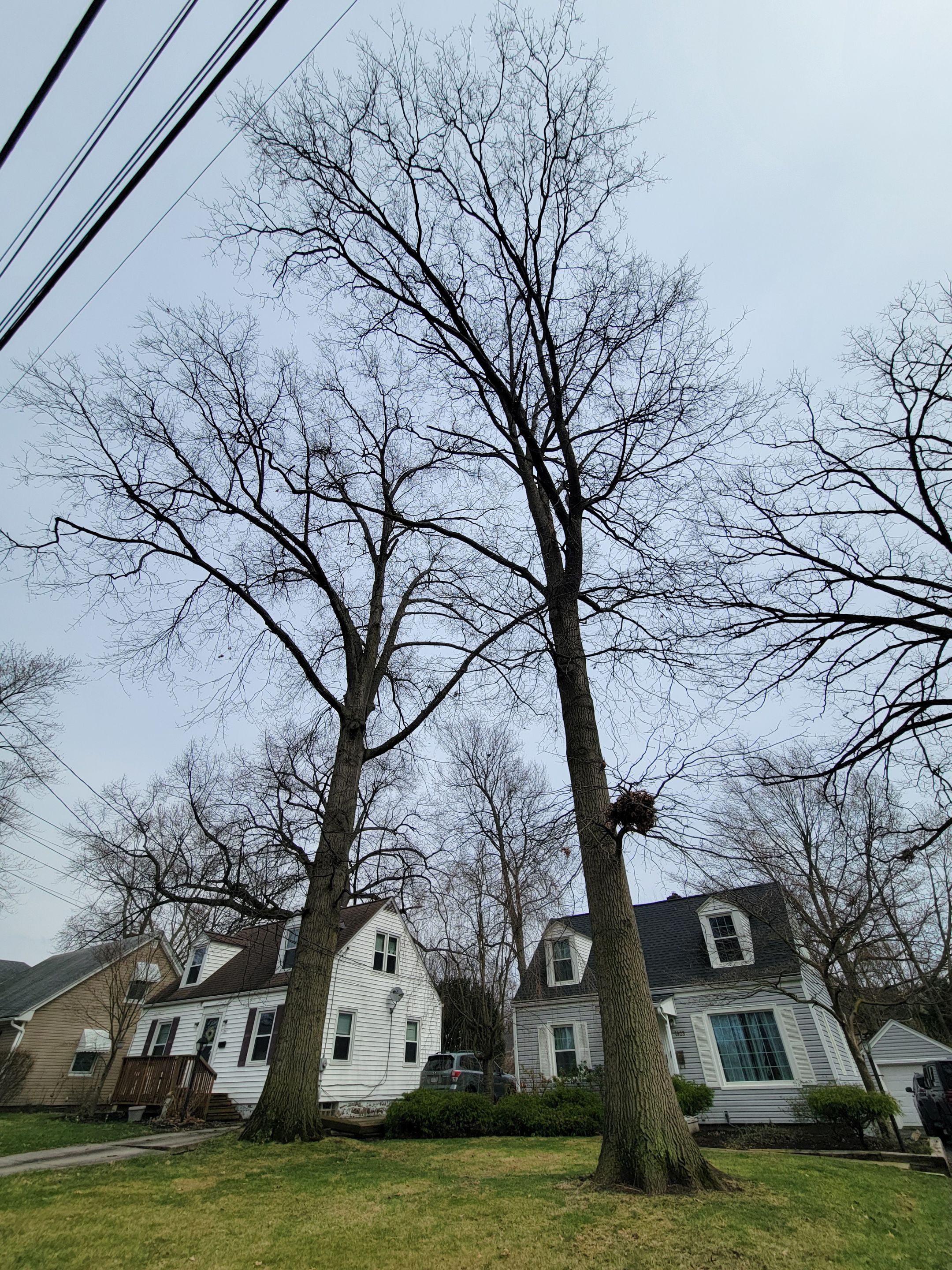 Tree Trimming using Tree Pruing by Mike Jones & Sons Tree Service LLC 