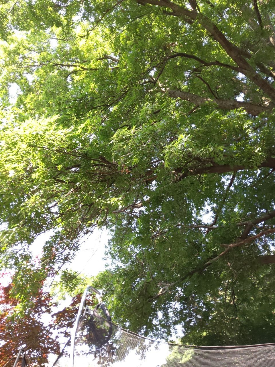 Tree Trimming using Tree Pruing by Mike Jones & Sons Tree Service LLC 