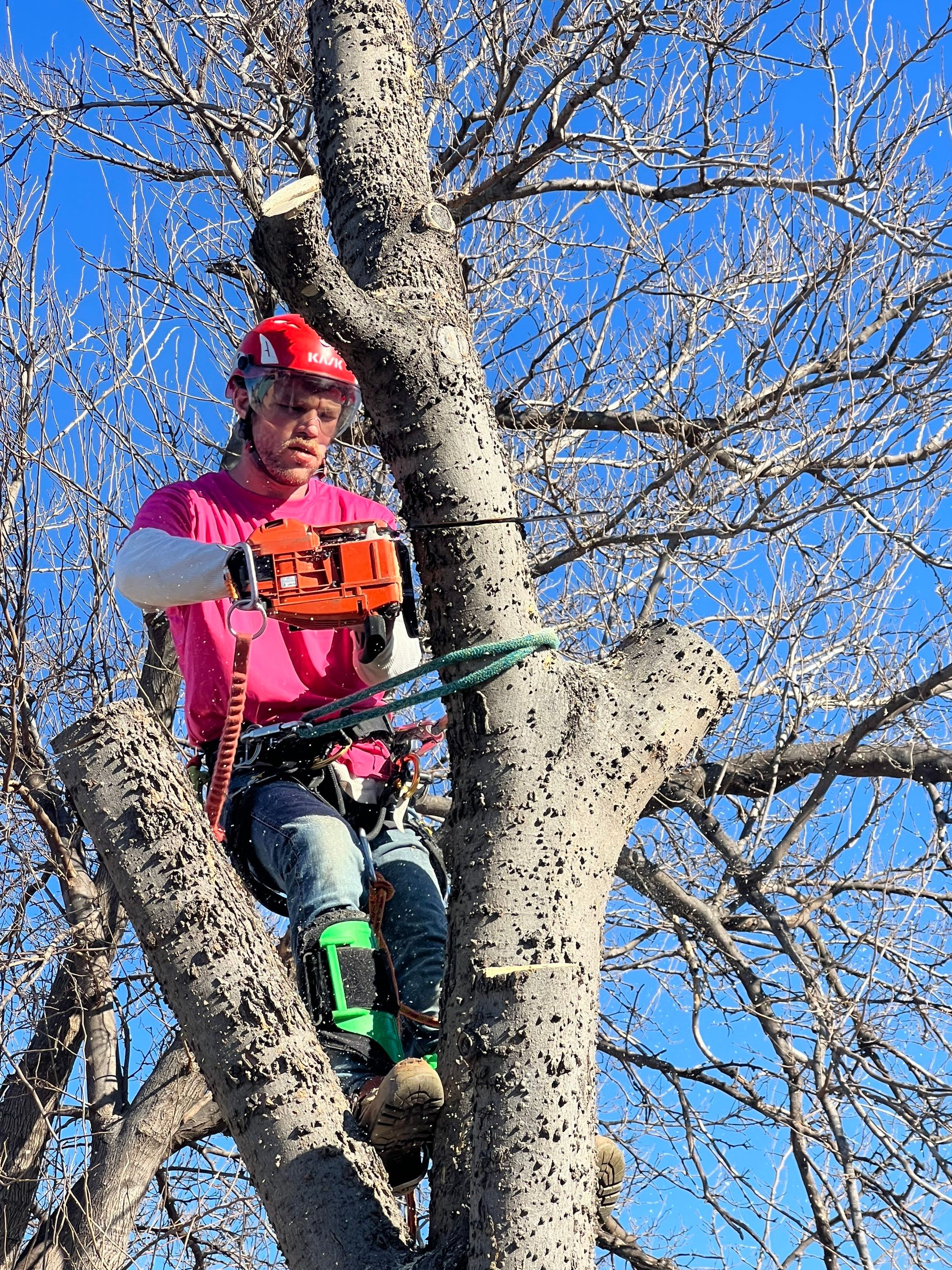 Fence , Concrete Pads , and Tree Removal by Clays Services Inc