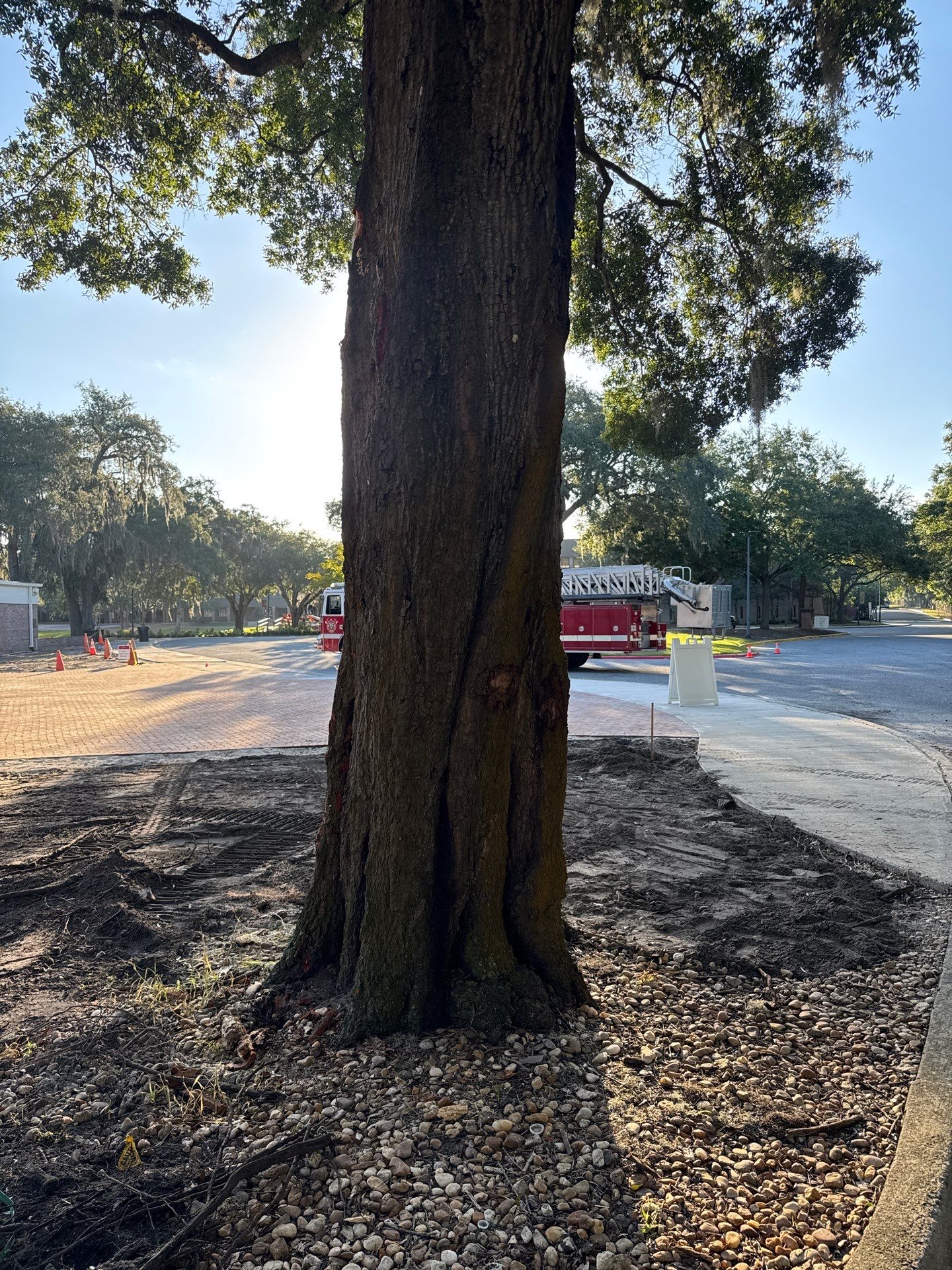 Welcome Center Tree Removal | Episcopal School of Jacksonville by ProGreen Services