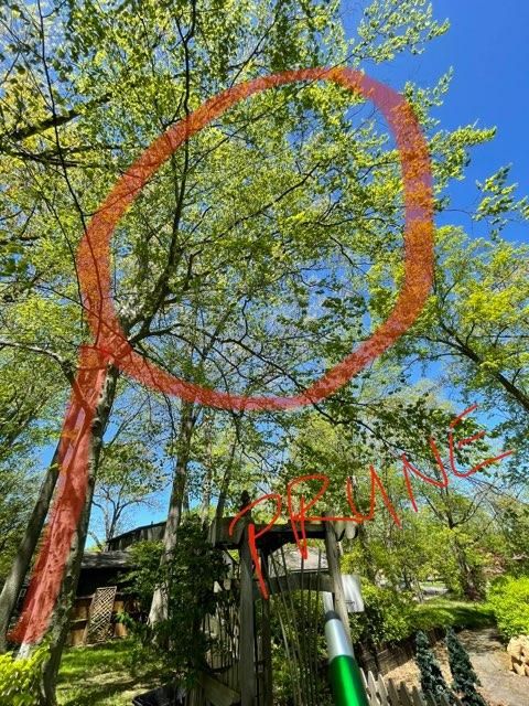 Tree Trimming using Tree Pruing by Mike Jones & Sons Tree Service LLC 