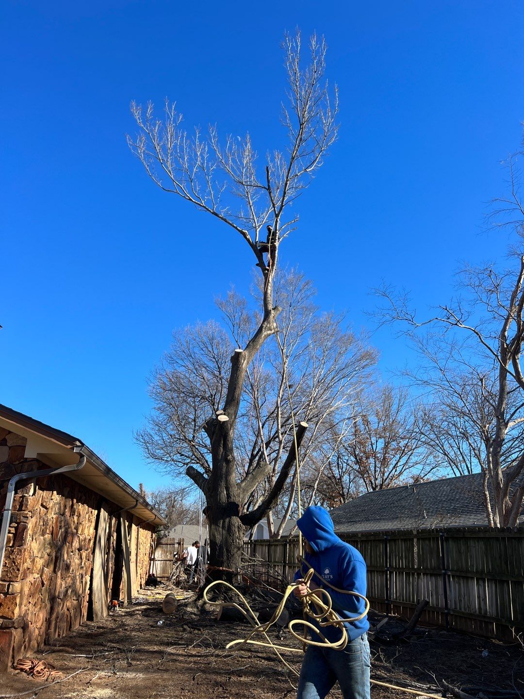 Large Oak Removal by Clays Services Inc