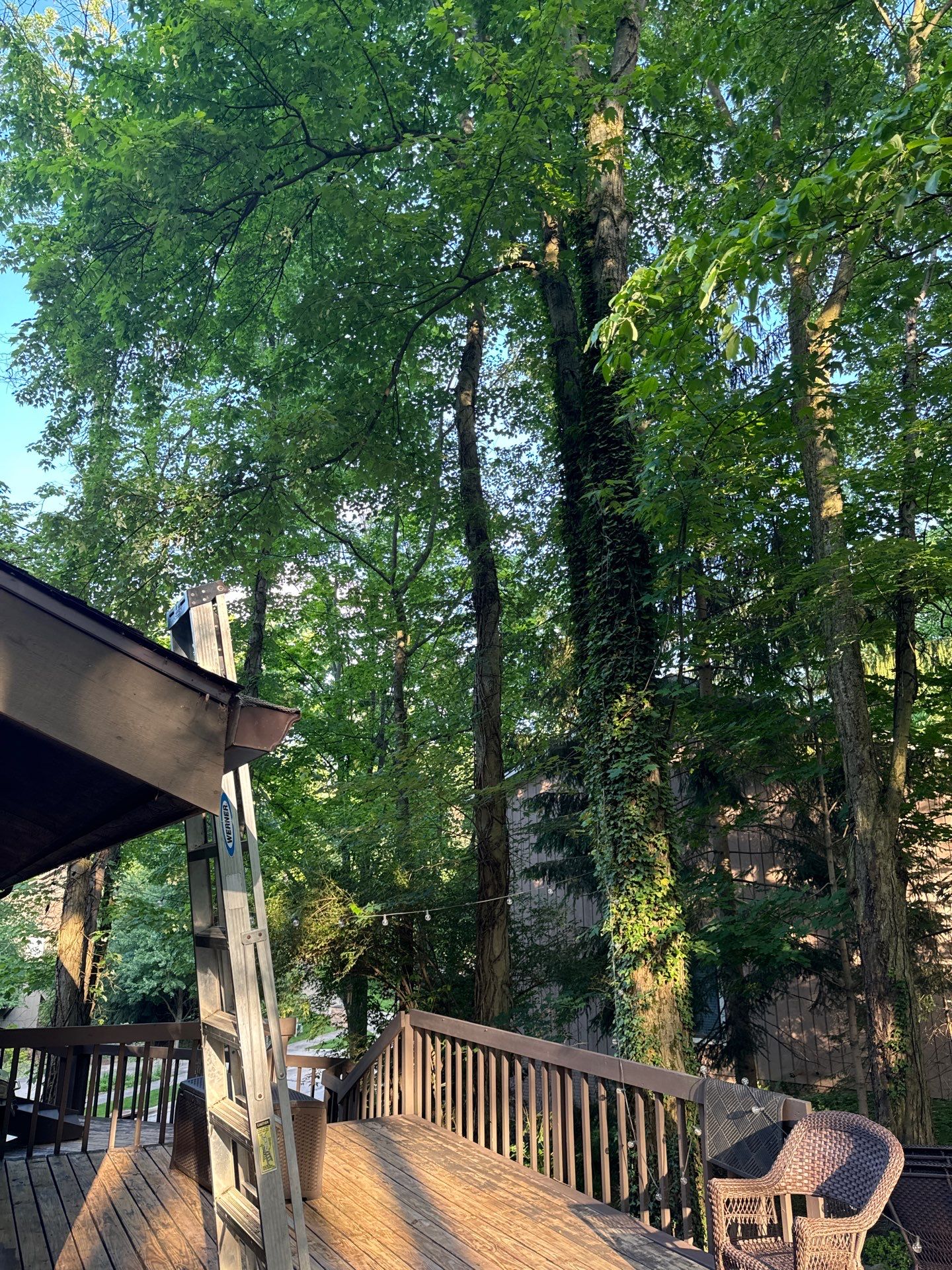 Tree Trimming using Tree Pruing by Mike Jones & Sons Tree Service LLC 