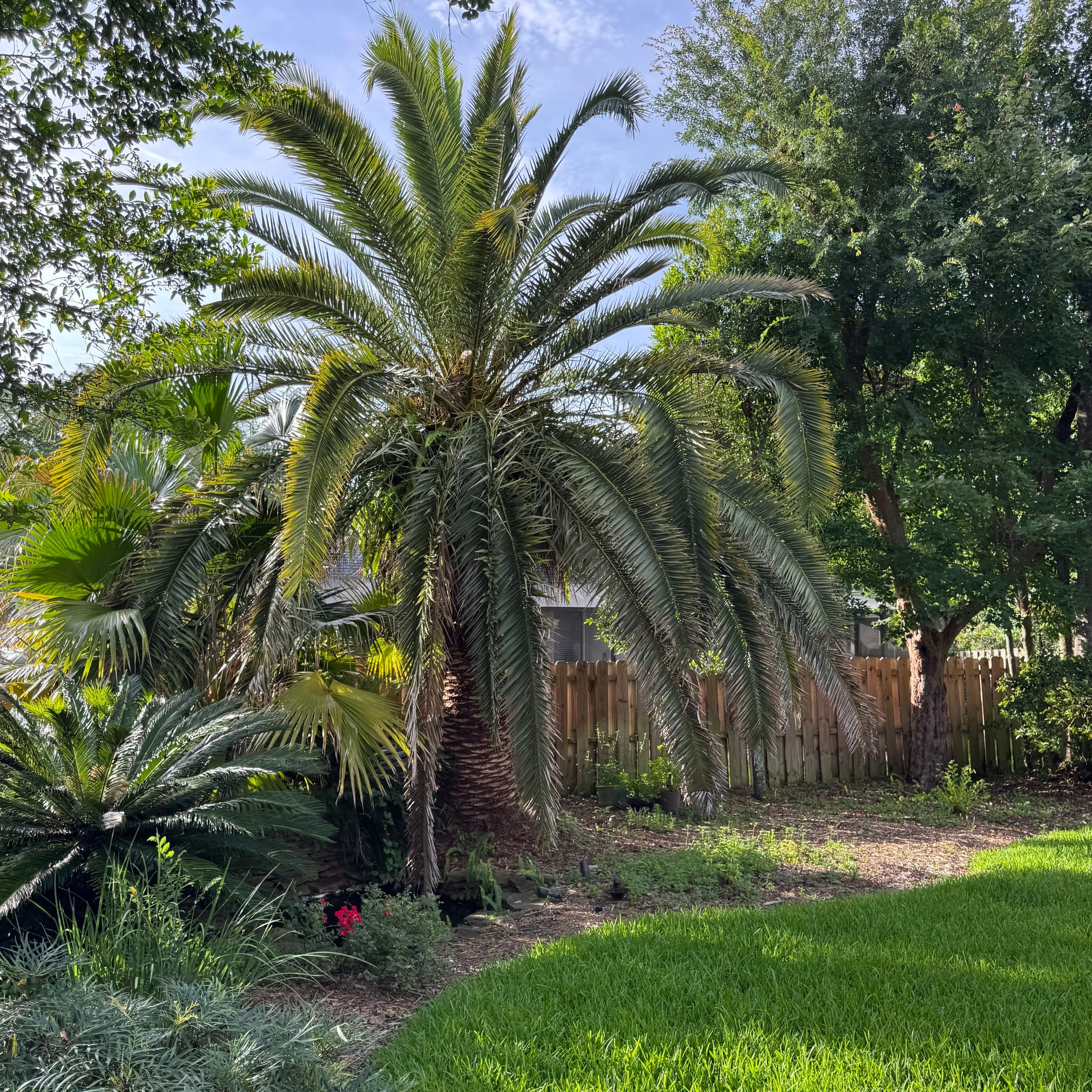 Deerwood Resident | Tree Trimming & Sod Install by ProGreen Services