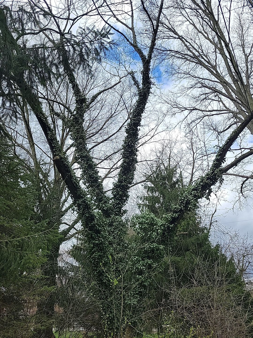 Tree Trimming using Tree Pruing by Mike Jones & Sons Tree Service LLC 