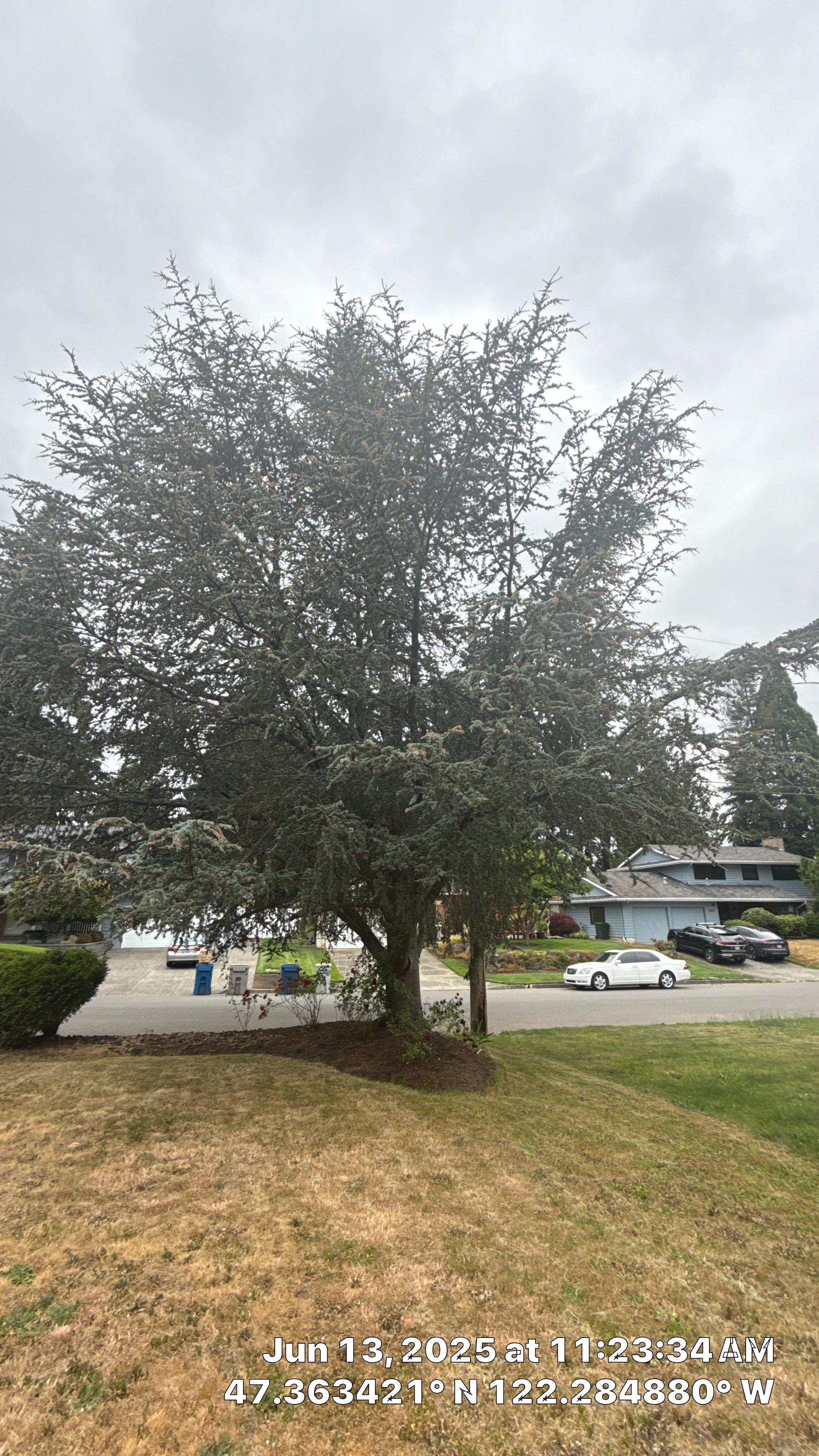 Kent Tree Removals by Sound Tree Care LLC