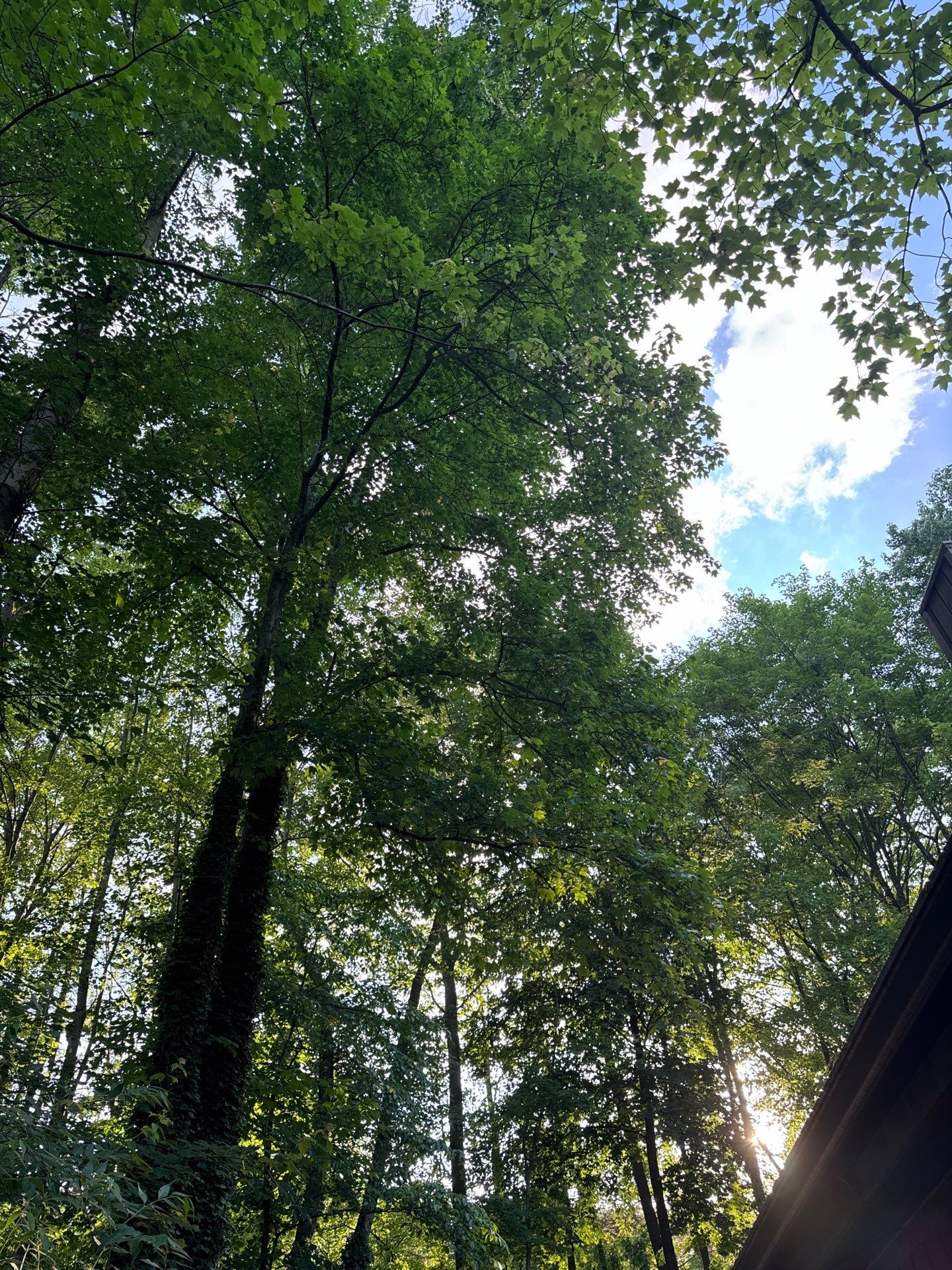 Tree Trimming using Tree Pruing by Mike Jones & Sons Tree Service LLC 