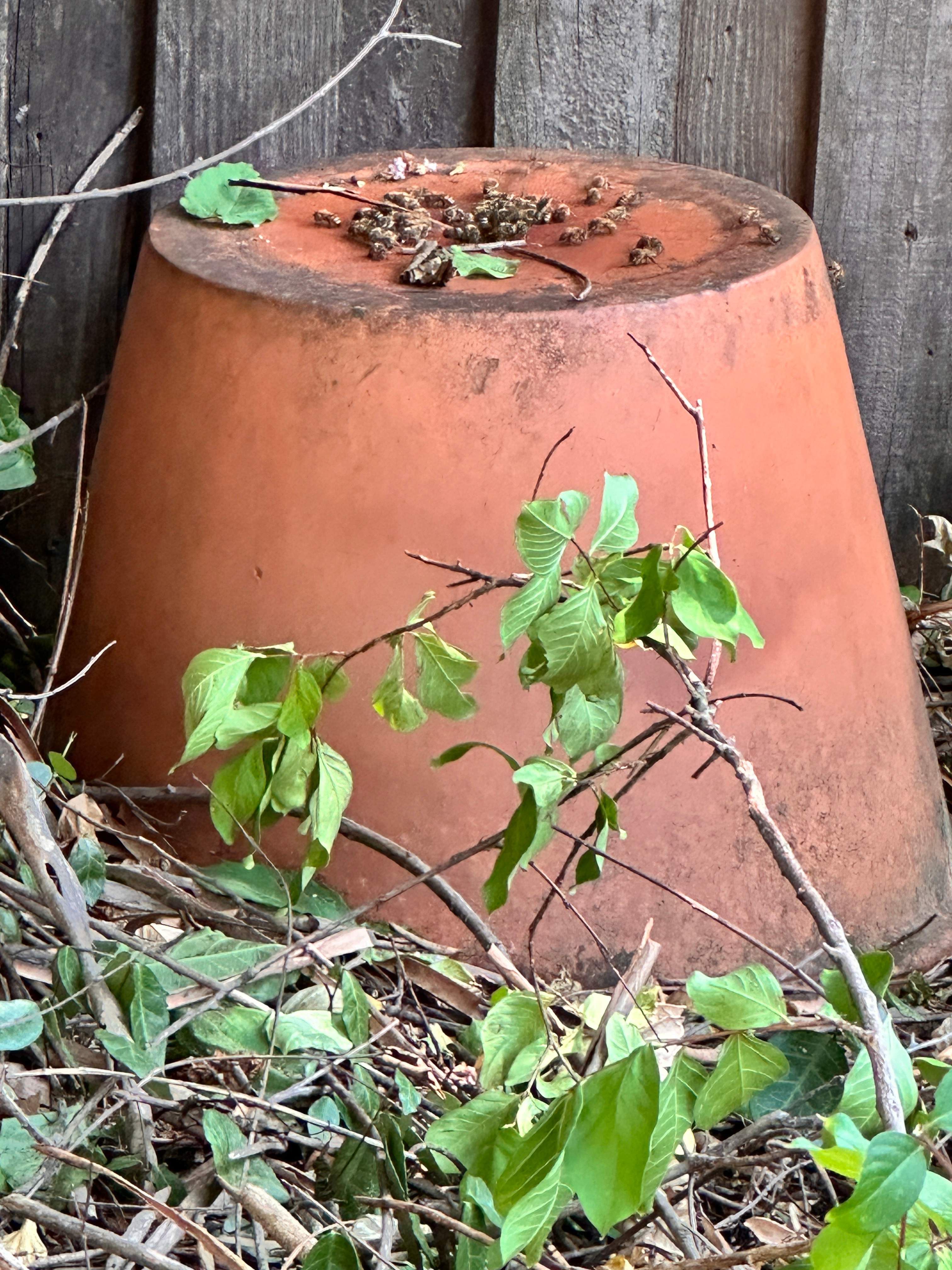 Pot-in-a-Pot by Rockwall Honey Bee Company