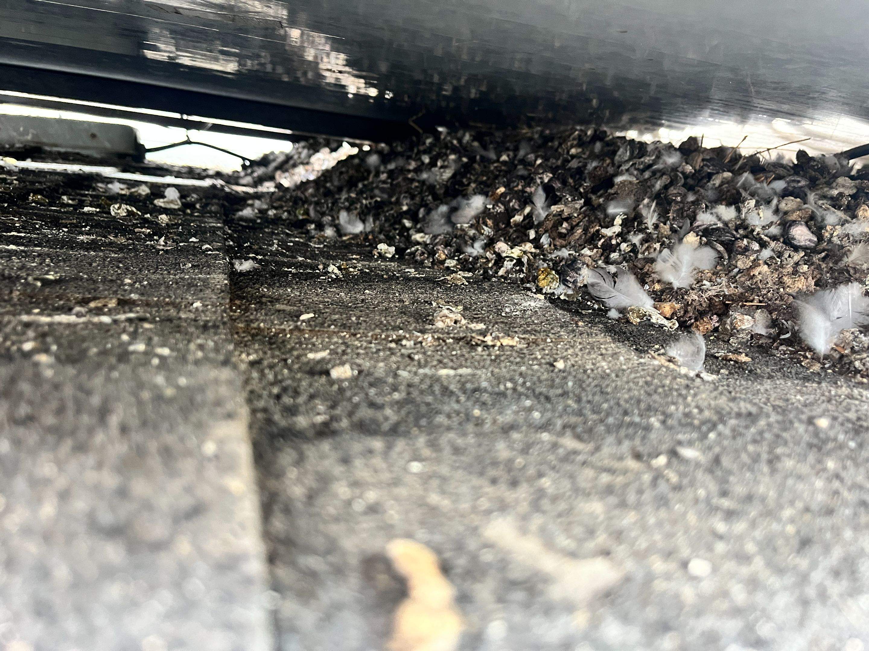 Failed Bird Proofing Installations by Palm Coast Solar Cleaning
