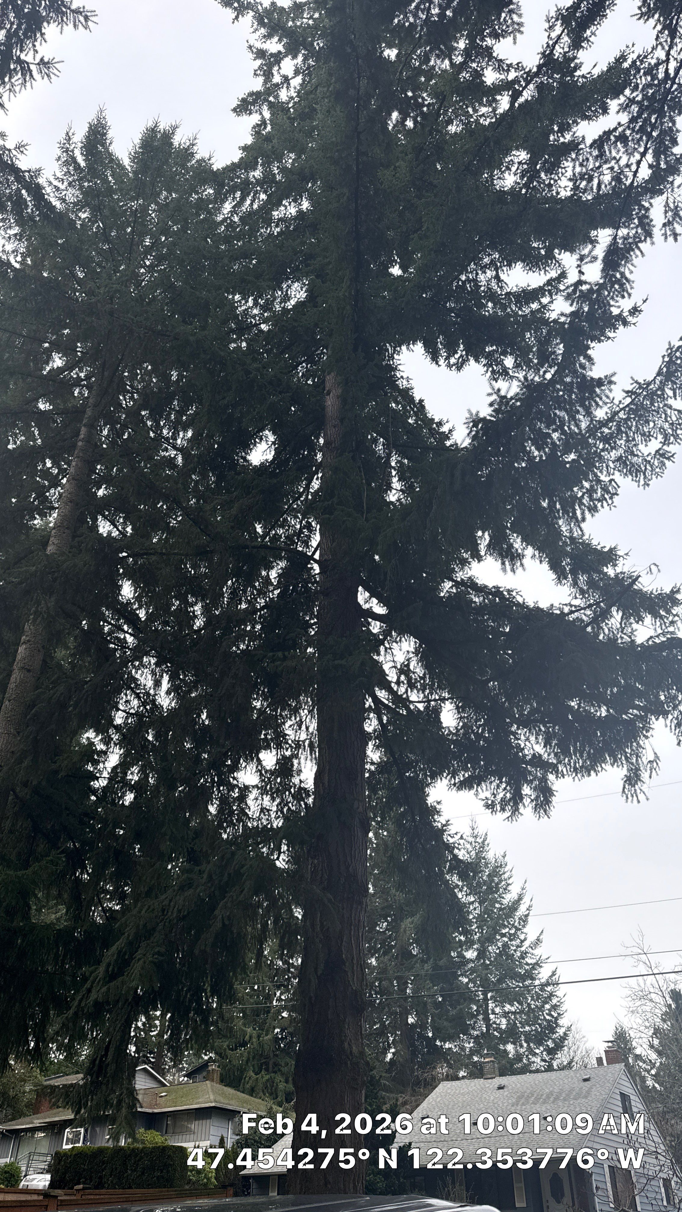 Hazard Pruning of Large Fir Trees in Burien, WA by Sound Tree Care LLC